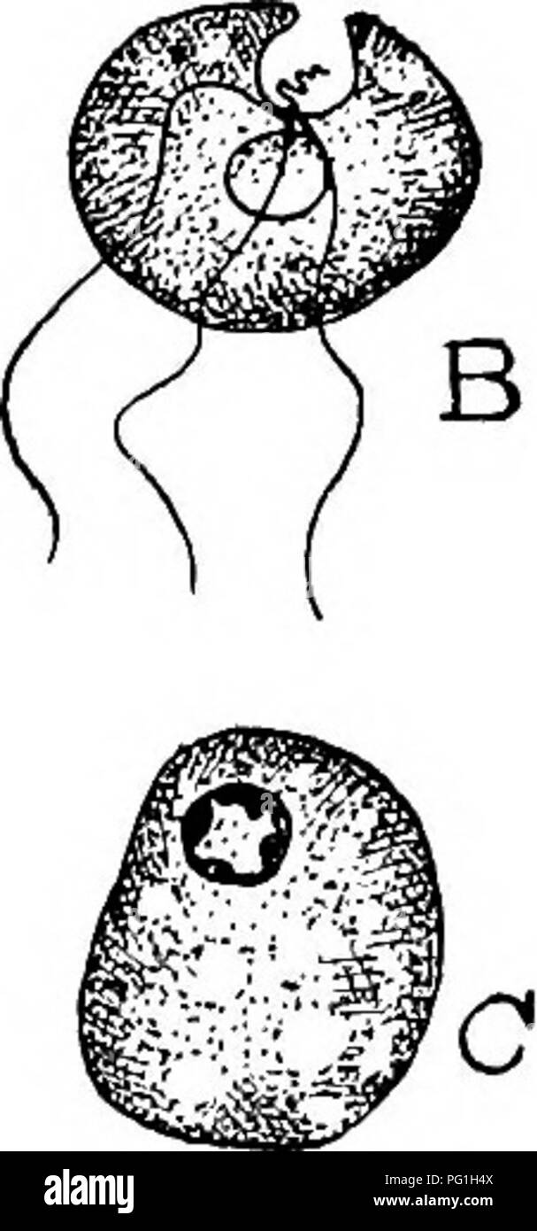 . Parassiti animali e malattia umana. Medical parassitologia; insetti come vettori della malattia. Fig. 32. Macrostoma (o Tetramitus) m.es?iili; un adulto, parassita (n., nucleo, cyt., oytostome, 4 fl., quarto flagello); B, una vista di estremità del parassita adulto, mostrando cytostome con fiagellum in esso; C, degenerante forma, che assomiglia a un ameba; D, cisti, mostrando nucleo e cytostome. X 2000. (Dopo Wenyon.) otto o dieci n (;juVit di un pollice) di lunghezza. Essa ha tre slanciate antero flagelli come Trichomonas ma non ha un cospicuo undulat- ing membrana. Essa ha una grande e cospicua fenditura o cytostome lungo uno Foto Stock