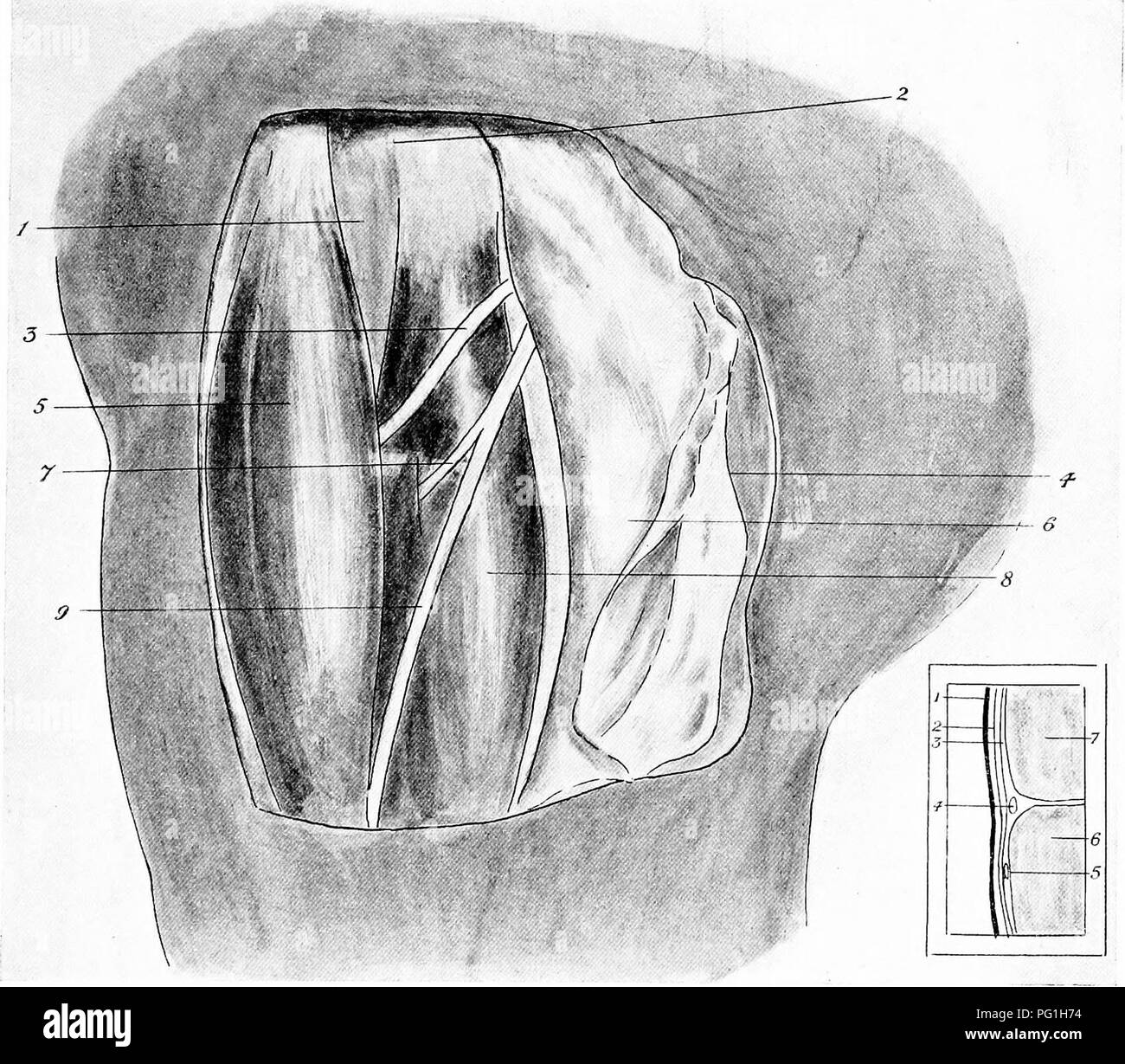 . La anatomia chirurgica del cavallo ... I cavalli. B Platl XXI . Tibiale anteriore 1seureotom (la sede superiore) a. la sede dissezionati I. tibia. 2. Testa del perone. 3. Sezione anteriore del nervo tibiale. 4. La pelle e la fascia superficiale. 5. Estensore pedis. 6. Fascia profonda. 7. Nervo peroneus a. S. Peroneus. 9. Apparato muscolo-cutanee ner-e. B.-SEDE NELLA SEZIONE I. pelle. 2. Fascia superficiale. 3. Fascia profonda. 4. Sezione anteriore del nervo tibiale. 5. Apparato muscolo-nervosi cutanei. 6. Peroneus. 7. Estensore pedis.. Si prega di notare che queste immagini vengono estratte dalla pagina sottoposta a scansione di immagini che possono essere state migliorate digitalmente per la leggibilità - c Foto Stock