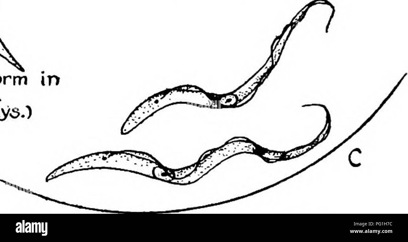 Questo testo affronta la parassitologia medica, concentrandosi sui parassiti che colpiscono gli esseri umani, in particolare quelli trasmessi dagli insetti. Discute il ciclo di vita di *Trypanosoma gambiense*, un parassita responsabile della malattia del sonno, e la sua trasmissione attraverso vettori di insetti, come le mosche. Foto Stock