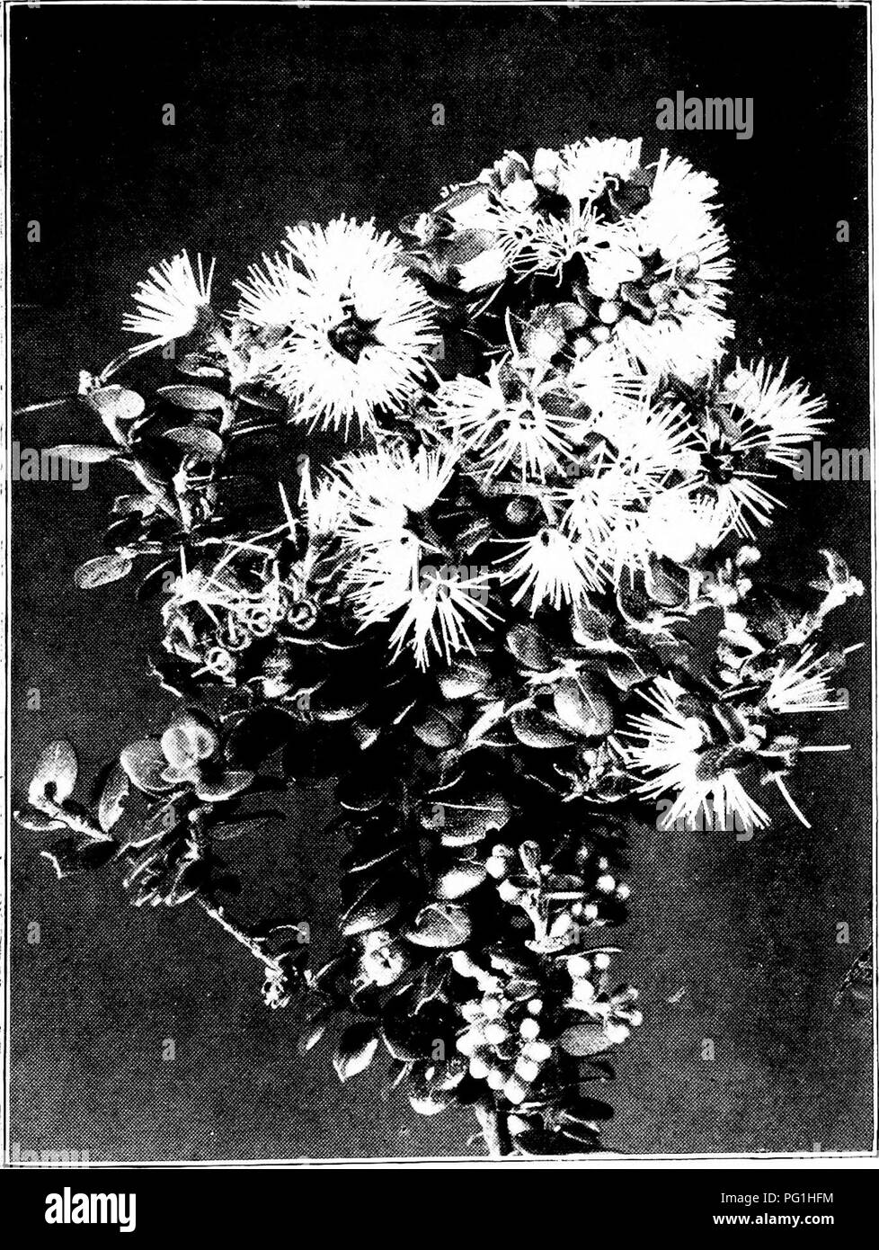 Questo lavoro botanico si concentra sulla flora della nuova Zelanda, evidenziando la famiglia Myrtle e la specie *scandinavi Metrosideros*. Offre un'illustrazione dettagliata di questa pianta e delle sue caratteristiche nel contesto della biodiversità vegetale unica della nuova Zelanda. Foto Stock
