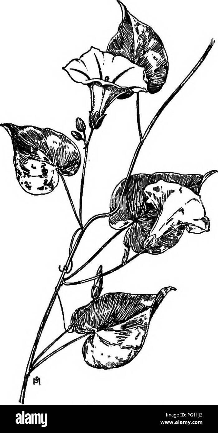 Questa guida discute della famiglia *Convolvulaceae*, concentrandosi sulle specie *Convolvulus*, che sono note per i loro steli trainanti o intrecciati. Queste piante possono crescere fino a 12 piedi, con foglie a forma di cuore e ammassi di fiori. Possono pesare fino a 30 kg e sono un fastidio comune negli Stati Uniti e in Canada. Foto Stock Questa guida discute della famiglia *Convolvulaceae*, concentrandosi sulle specie *Convolvulus*, che sono note per i loro steli trainanti o intrecciati. Queste piante possono crescere fino a 12 piedi, con foglie a forma di cuore e ammassi di fiori. Possono pesare fino a 30 kg e sono un fastidio comune negli Stati Uniti e in Canada. Foto Stock