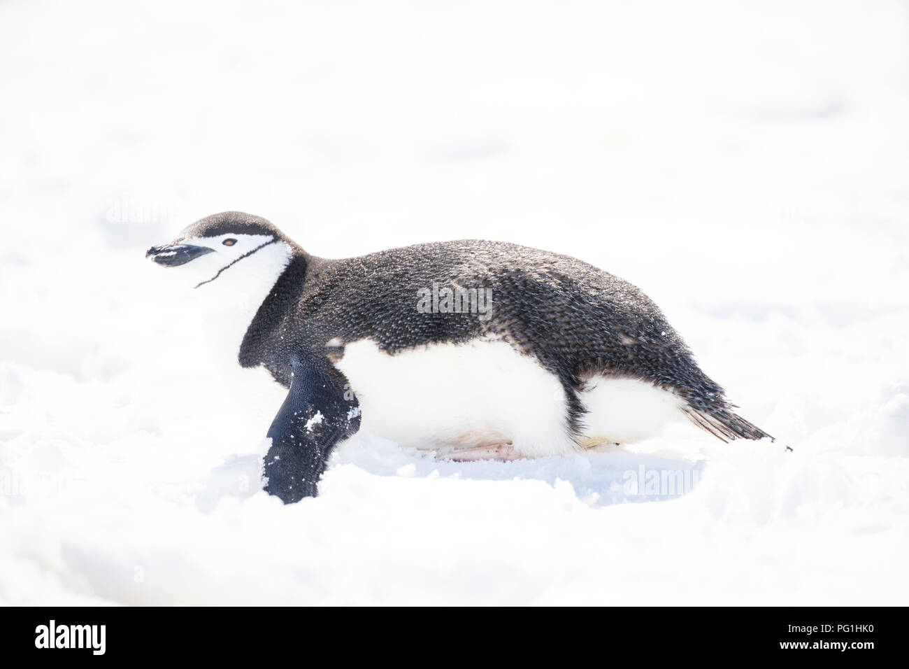 Alcuni pinguini nell'artico passeggiate intorno al polo nord e cercando i giovani del bambino Foto Stock