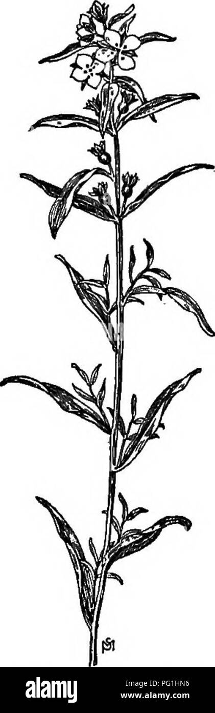 . Un manuale di erbacce : con le descrizioni di tutti i più perniciosi e fastidioso piante negli Stati Uniti e in Canada, le loro abitudini di crescita e di distribuzione, con metodi di controllo . Le erbacce. ONAGSACEAE (.Evening Primerose famiglia) 293 l'axils su molto corti peduncoli; essi sono quasi un pollice di ampio, con quattro giallo chiaro, petali arrotondati, tra cui mostrano le quattro punte, spalmatura, simile a foglia lobi del calice, circa il più a lungo. Quando presentate spennate, petali quasi sempre cadere lontano; stami quattro, inserito con i petali; ovaia quattro-celled l. Capsule lisci, quadrata con angoli alato e rotonde Foto Stock