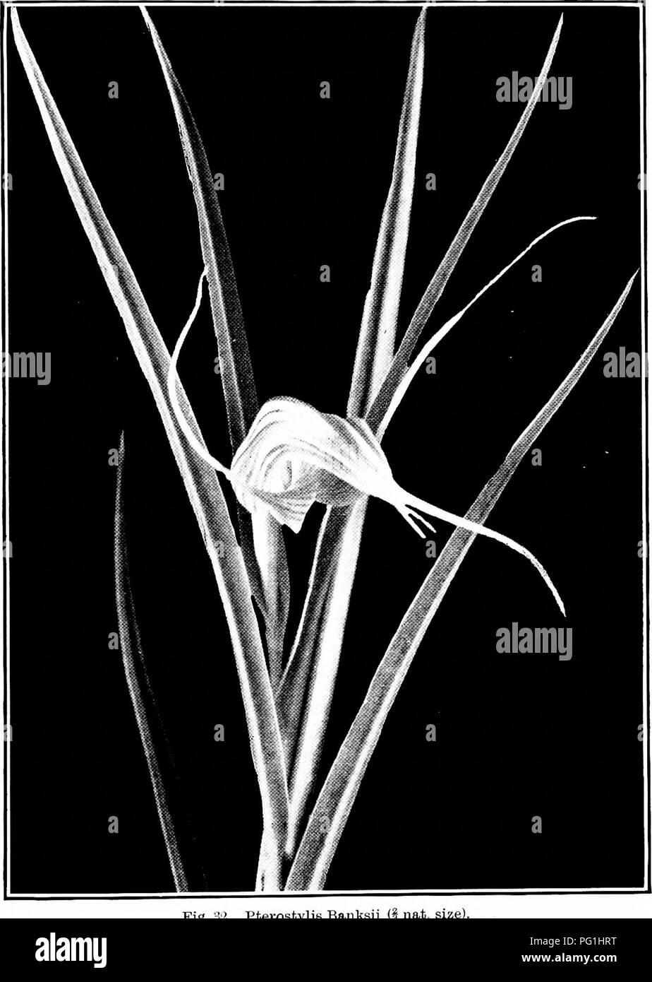 . Le piante di Nuova Zelanda . La botanica. La famiglia delle orchidee 119. Fig. 32. rterostylie Banksii (S nat. dimensioni. Si prega di notare che queste immagini vengono estratte dalla pagina sottoposta a scansione di immagini che possono essere state migliorate digitalmente per la leggibilità - Colorazione e aspetto di queste illustrazioni potrebbero non perfettamente assomigliano al lavoro originale. Laing, R. M. (Robert Malcolm), b. 1865; Blackwell, E. W. (Ellen W. ). Christchurch : Whitcombe e tombe Foto Stock