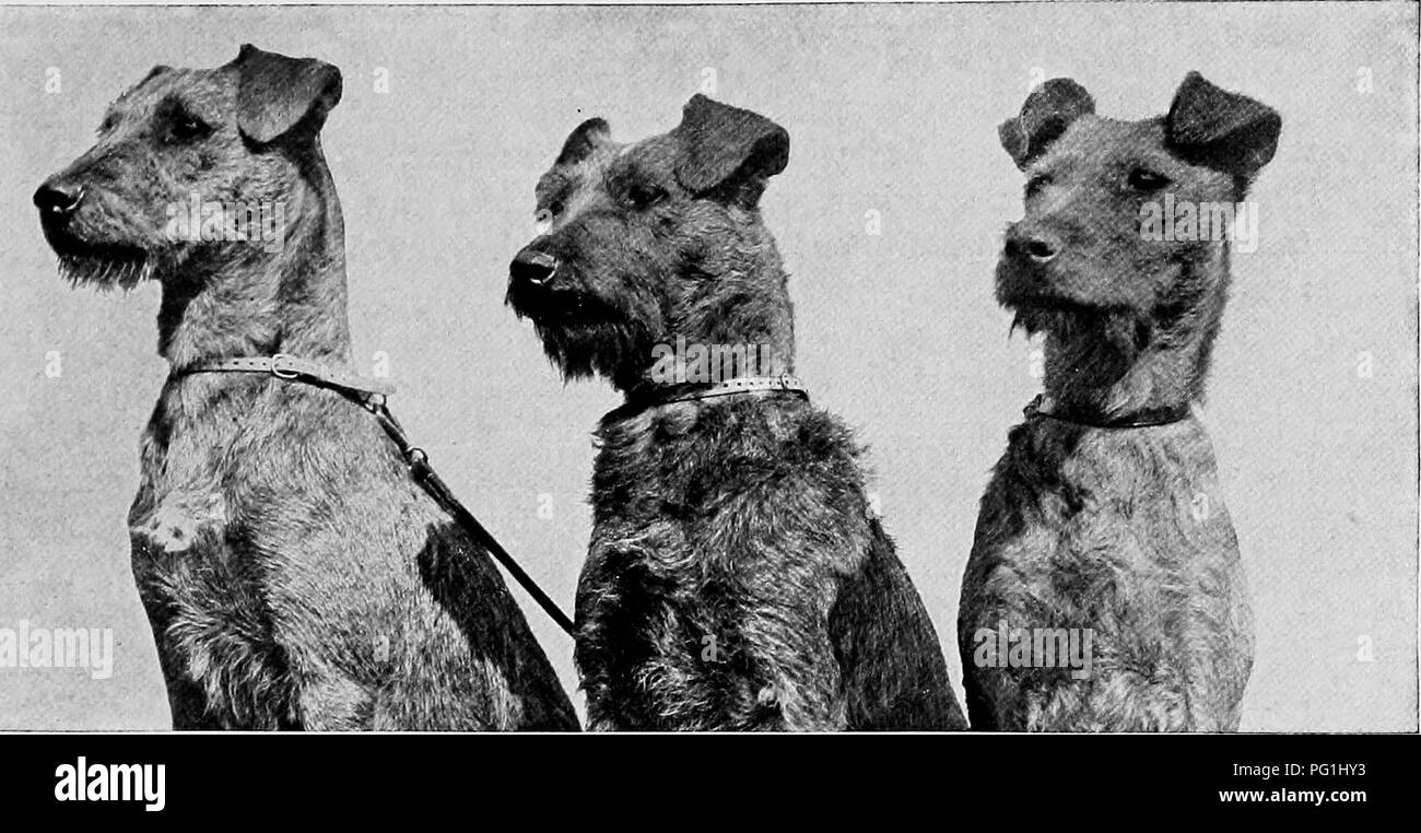 . Il nuovo libro del cane; una completa storia naturale della British i cani e i loro parenti stranieri, con capitoli su diritto, allevamento, kennel gestione e trattamento veterinario. I cani. 367. CH. Pmo (figlio), ERASMIC (madre), porcellana (figlia). Proprietà di MISS LILIAN A. Paolo. Capitolo XXXVIII. Il Terrier Irlandesi. Da ROBERT LEIGHTON. Se l'ultimo scorcio di Erin con tristezza che vedo. Ancora ovunque tu sei sembrerà Erin a me; in esilio il tuo seno devono ancora essere la mia casa e i tuoi occhi fanno la mia clima ovunque ci aggiriamo." Moore melodie irlandesi. L'OSA-diavolo Irish Terrier ha la maggior parte ce Foto Stock
