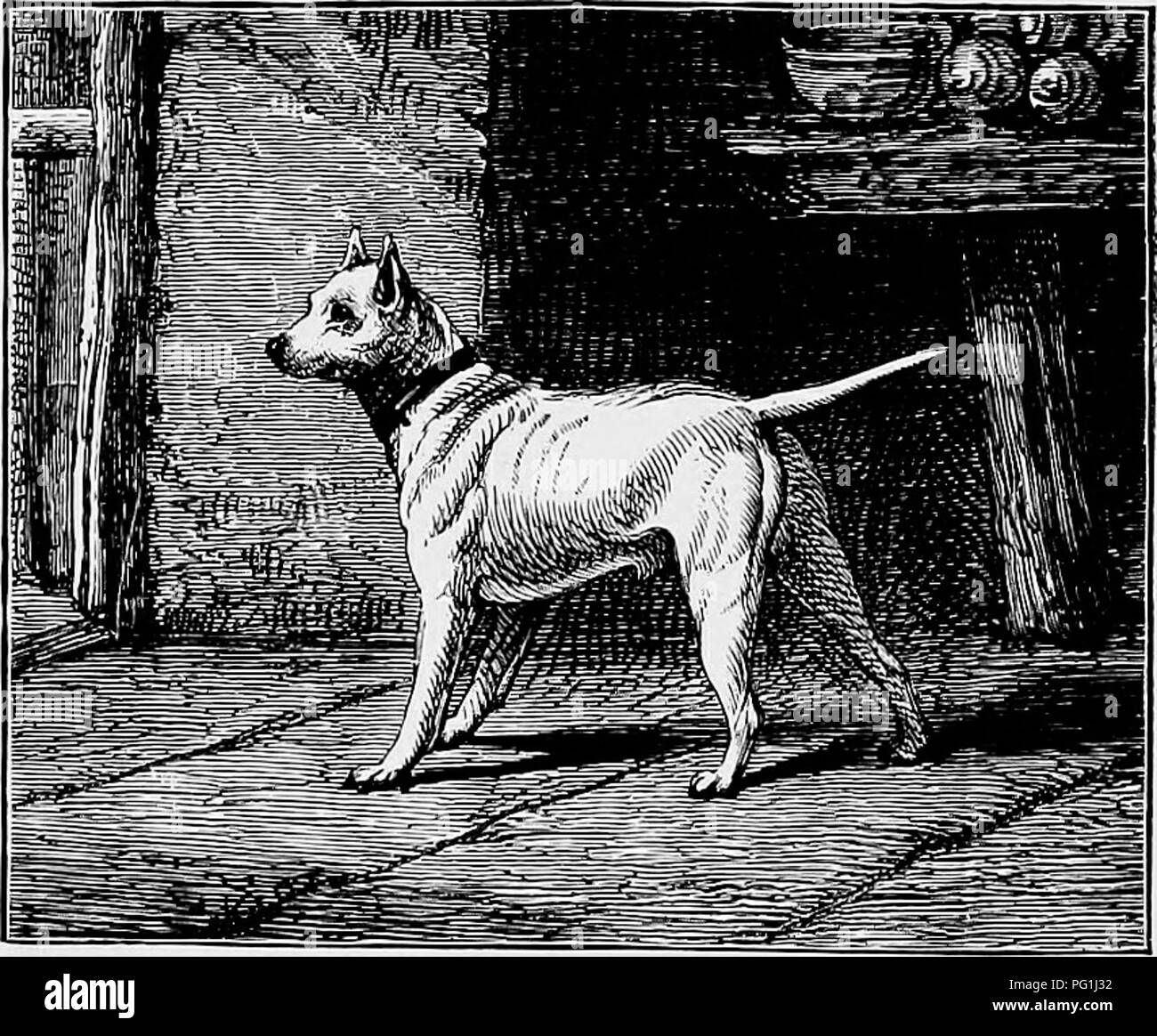 . Il nuovo libro del cane; una completa storia naturale della British i cani e i loro parenti stranieri, con capitoli su diritto, allevamento, kennel gestione e trattamento veterinario. I cani. 329 capitolo XXXII. Il bull terrier. "Né egli era dei ladri sorta, o colui che seduce il sangue, ma era innocente tutti i suoi sport quali hai strappato per la vostra. Il Bull terrier è ora un gentiluomo come e proprietà respectably cane, con un bianco immacolato e il cappotto di un bur- nished collare di argento ; ha rapporti con aristocrazia, e non è più avevano disprezzato per mantenere bad company. Ma una o due generazioni fa egli Foto Stock