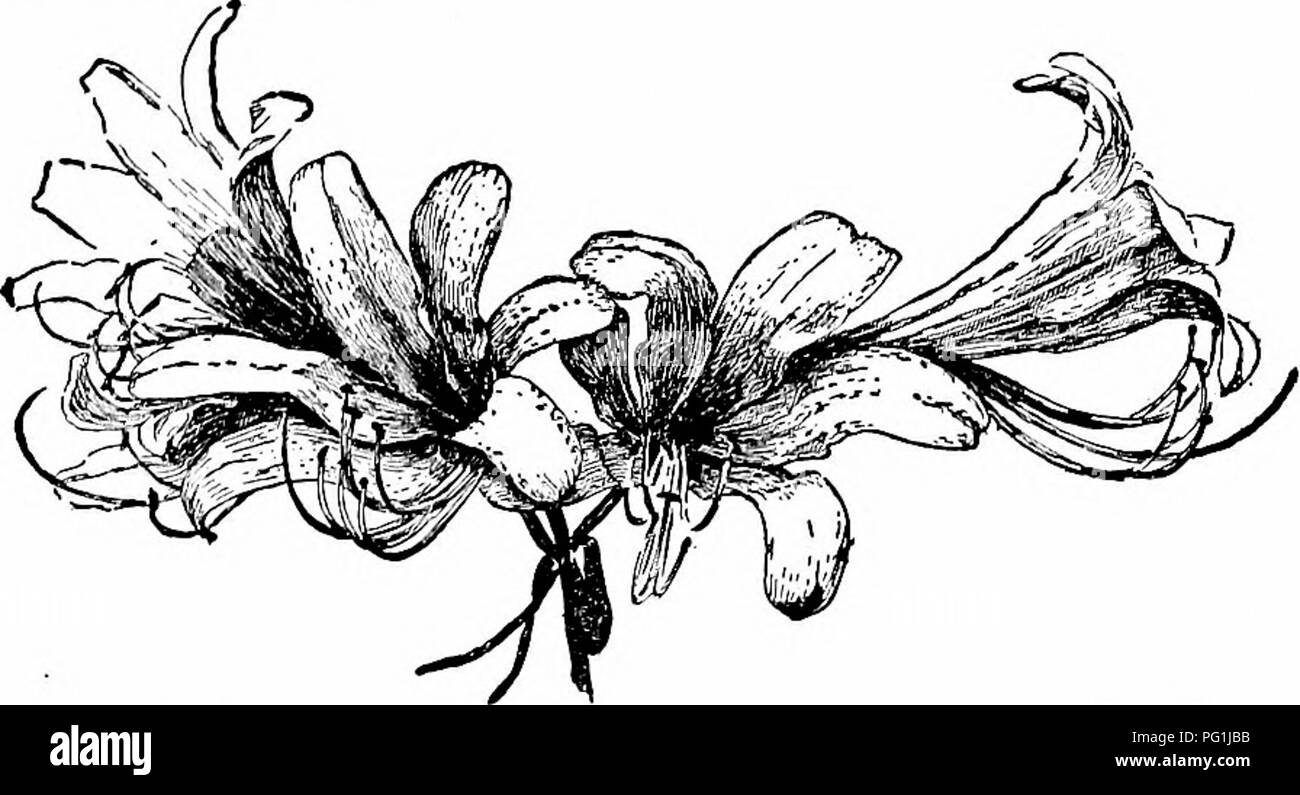 Questa guida di Liberty Hyde Bailey offre consigli pratici per i giardinieri, coprendo la coltivazione di fiori, frutta e verdura per uso domestico. Sottolinea la creazione di terreni domestici e offre tecniche di coltivazione specifiche per una varietà di piante, tra cui Scilla bifolia e Amaryllis Hallii. Foto Stock