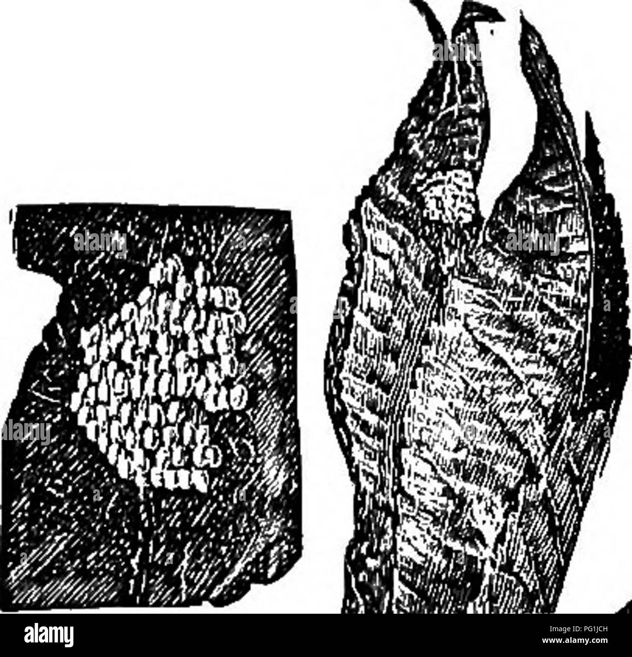 . La vita di insetto; un'introduzione per lo studio della natura e una guida per gli insegnanti, studenti e altri interessati al di fuori porta la vita. Entomologia; lo studio della natura. Vita della foresta. 201 marrone scuro linee che è difficile dire quale delle due è la terra di colori (Fig. 165). Depone le uova in un cluster su una foglia vicino alla punta di un ramoscello di cher- ry, solitamente di ciliegio selvatico. Le larve fanno un accogliente nido per fissaggio assieme le foglie alla fine del ramoscello e all'interno di questo nido (Fig. 166) essi vivono, aggiungendo nuove foglie all'esterno come più cibo è necessario. La lascia morire e diventare marrone, e quindi rendere il nido di co Foto Stock