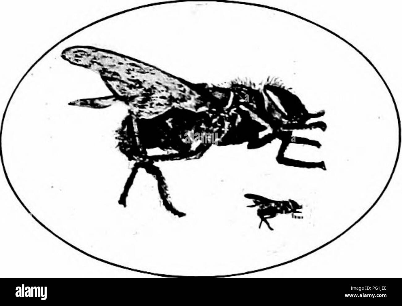 . Insetti dannosi : come riconoscere e il loro controllo . Pesti di insetto e pesti di insetto. Mosche pungenti 379 Horseflies, o " Gadflies " (Tabanidw) cavalli e bovini, e spesso altri animali come pure, sono perseguitati da varie specie di grande e due-vola alato, che scendere sulla testa, collo, schiena, o fianchi, e tormentare gli animali da perforare la pelle e succhiare il sangue. I parassiti sono in grado di causare perdita percettibile di carne, per non menzionare gli effetti sgradevoli sull'animale la disposizione. Questi fhes non hanno alcun collegamento con i bot o le larve si trova nello stomaco del cavallo o u Foto Stock