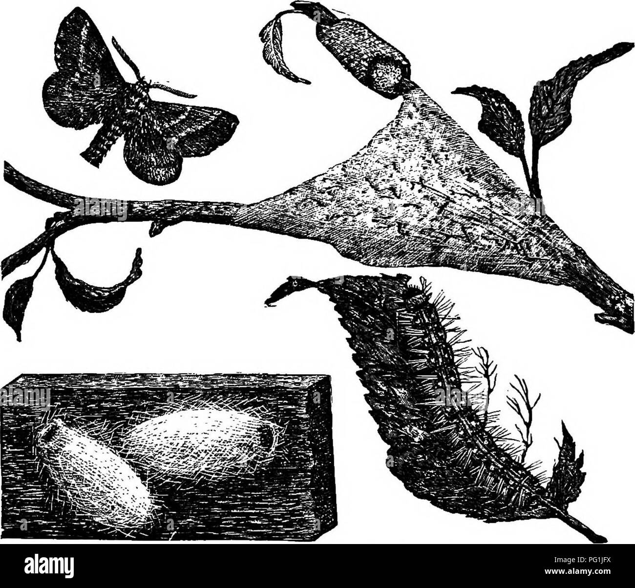 . La vita di insetto; un'introduzione per lo studio della natura e una guida per gli insegnanti, studenti e altri interessati al di fuori porta la vita. Entomologia; lo studio della natura. La vita di Orchard. 169 giorno per giorno e di accertare la data di schiusa delle brvcc. 3. Se le larve hatch prima foglia-boccioli aperto, accertare su ciò che le larve si nutrono in questo momento.. tiG. 137.-l'apple-tree tenda-caterpillar, egrgs, tenda, larva, Bozzoli, e adulto. 4. Se l'uovo-cluster non vengono trovati, ricerca per nastri. Su quali tipi di alberi diversi da Apple possono essere trovati ? 5. Se possibile, trovare un campione in un comodo luogo di studio-dove c Foto Stock