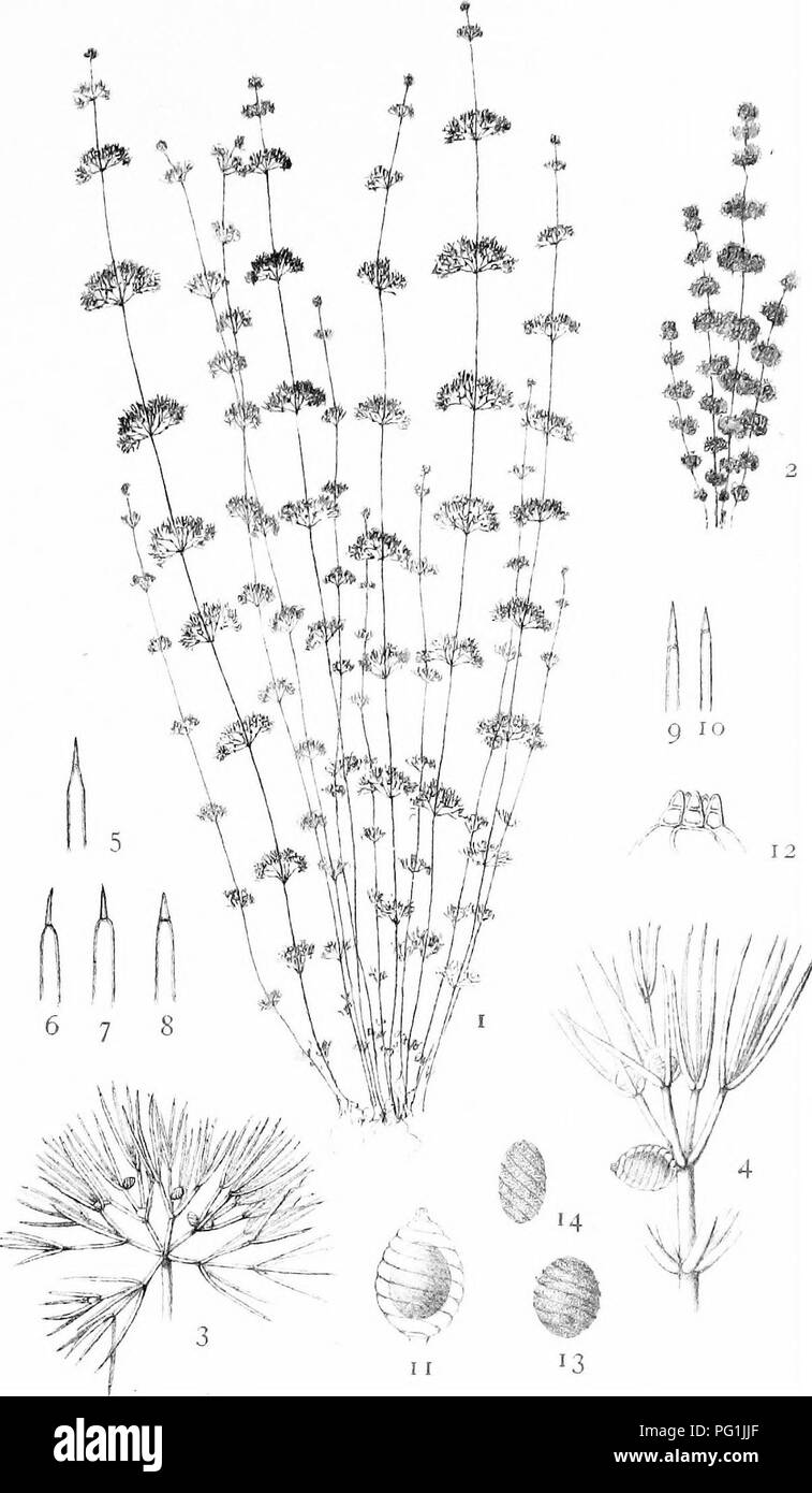 . Il British Charophyta. Characeae. Piastra XIV. 6 7 8 )^kif^, 11 13 ,i;. Bri.|,..&lt;rfe(. NITELLA TENUISSIMA. Si prega di notare che queste immagini vengono estratte dalla pagina sottoposta a scansione di immagini che possono essere state migliorate digitalmente per la leggibilità - Colorazione e aspetto di queste illustrazioni potrebbero non perfettamente assomigliano al lavoro originale. Boschetti, James; Bullock-Webster, George Russell, 1858- joint autore. Londra, il raggio della società Foto Stock