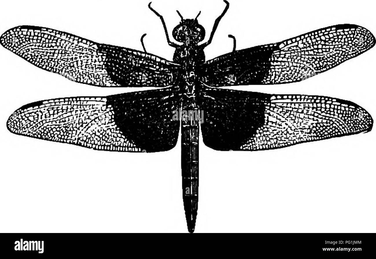 Questo lavoro introduce i lettori allo studio degli insetti, concentrandosi sulla vita degli stagni e sugli insetti simili a libellule che piegano le ali quando riposano. Fornisce una guida per insegnanti e studenti sull'identificazione e lo studio degli insetti in ambienti naturali. Foto Stock
