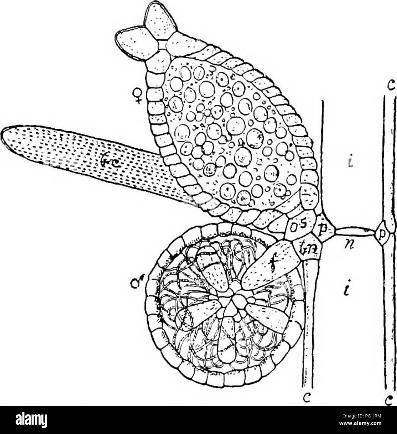 . Il British Charophyta. Characeae. STEUCTURE E SVILUPPO. 45 Il antheridia e oogonia sono prodotte insieme sul lato interno della branchlets da uno sviluppo derivanti dalla centrale anteriore cella periferica del branchlet-nodo prendendo il posto di un bract-cella nella lampada-othamnium il oogonium è prodotta al di sotto o di tanto in tanto dal lato della antheridium (Fig. 16 IV A e IV B), in un Char il antheridium è prodotta al di sotto del oogonium (Fig. 17). Entrambi oogonia e anthe-. La fio. 17.-posizione degli organi riproduttivi in Chara fragilis (dopo Strasburger) (x o. 45). Sezione verticale di Bra Foto Stock
