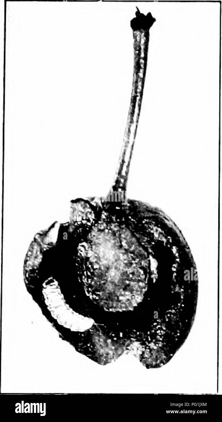 . Insetti dannosi : come riconoscere e il loro controllo . Pesti di insetto e pesti di insetto. Sviluppo ORUBS entro la frutta del frutteto. Inizio della primavera che essi vengono fuori; e non appena le gemme sono dispiegamento con parsimonia di alimentazione sulla gara di tessuti. Quando la frutta ha impostato, uovo che posa inizia e prosegue   per diverse settimane. Frutti infestati è atta a di'op. Il lar^•a entra nella terra di transfomi. Vi è una seconda generazione di mezza estate, l'adulto di questo nascosto fino alla primavera successiva. Il controllo è meglio dheeted verso uccidendo l'O'erwintering coleotteri spruzzando gli alberi con arseniato di le Foto Stock