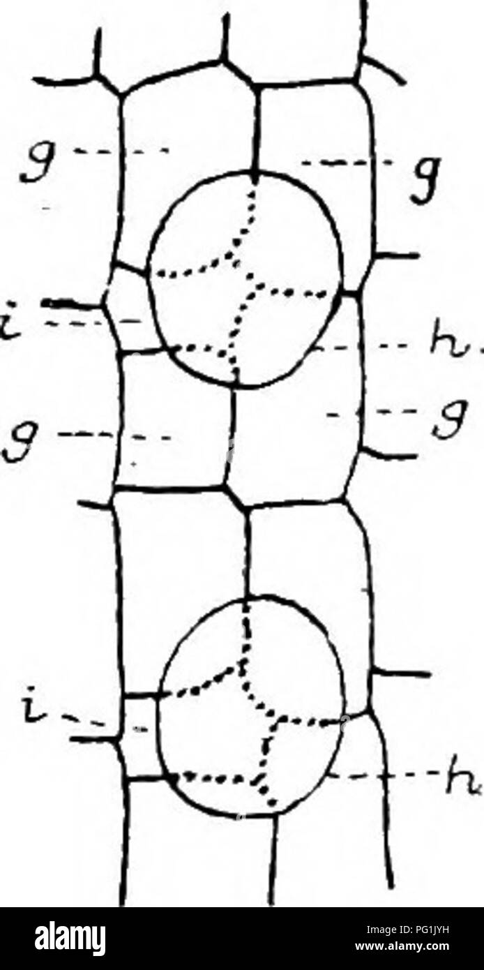 . Il British Charophyta. Characeae. V fig. 6.-porzioni di giovani branchlets. i-ir. Charafragilis (dopo Saohs e prosperare), t. Chara delicaiula (dopo Kuczewski) ( x c. 150). i. Sezione assiale di molto giovane branchlet, prima di cellule periferiche del nodo sono diventati suddiviso, ii. Sezione trasversale del nodo di piuttosto vecchio esempio iii e iv. Vista esterna e in sezione assiale di due nodi dello stesso. v. Vista esterna dei due secondari (peri- pheral) nodi. CT, il terminale cellulare; 6,penultima cella; c, nodi stadio precoce ; d, internodali di celle; e, cella centrale di nodi ; /, la cella intermedia di idem ; g, Foto Stock