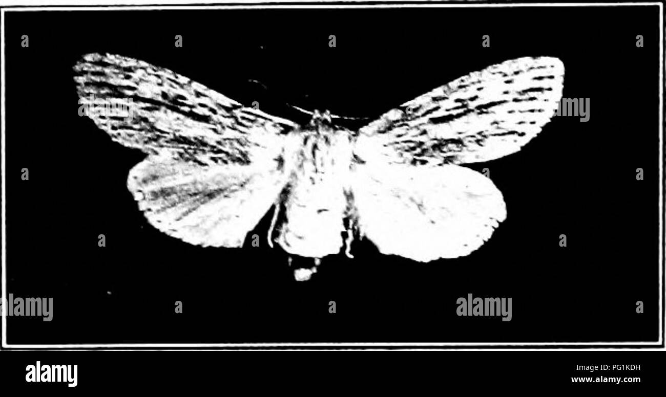 . Insetti dannosi : come riconoscere e il loro controllo . Pesti di insetto e pesti di insetto. La cosparse pugnale (Acroiiijcta (Apatcla) oblinita S. E A.) cospicua di ospitare- pilastri, Ij pollici lungo quando cresciuto, feed sulla chioma delle fragole e raspa- bacche, e l'occasione- fig. 391. - Larva di sbavature di pugnale. Originale. alleato sul chiodo di garofano. Il corpo è vellutato nero. Vi è una fascia di rosso attraverso la parte posteriore su ciascun segmento, rosso tubercoli e macchie di colore giallo lungo la schiena e una banda gialla lungo ciascun lato. Ci sono due covate amiually. Controllo consiste nel prompt apphcation arseniato di piombo o Foto Stock