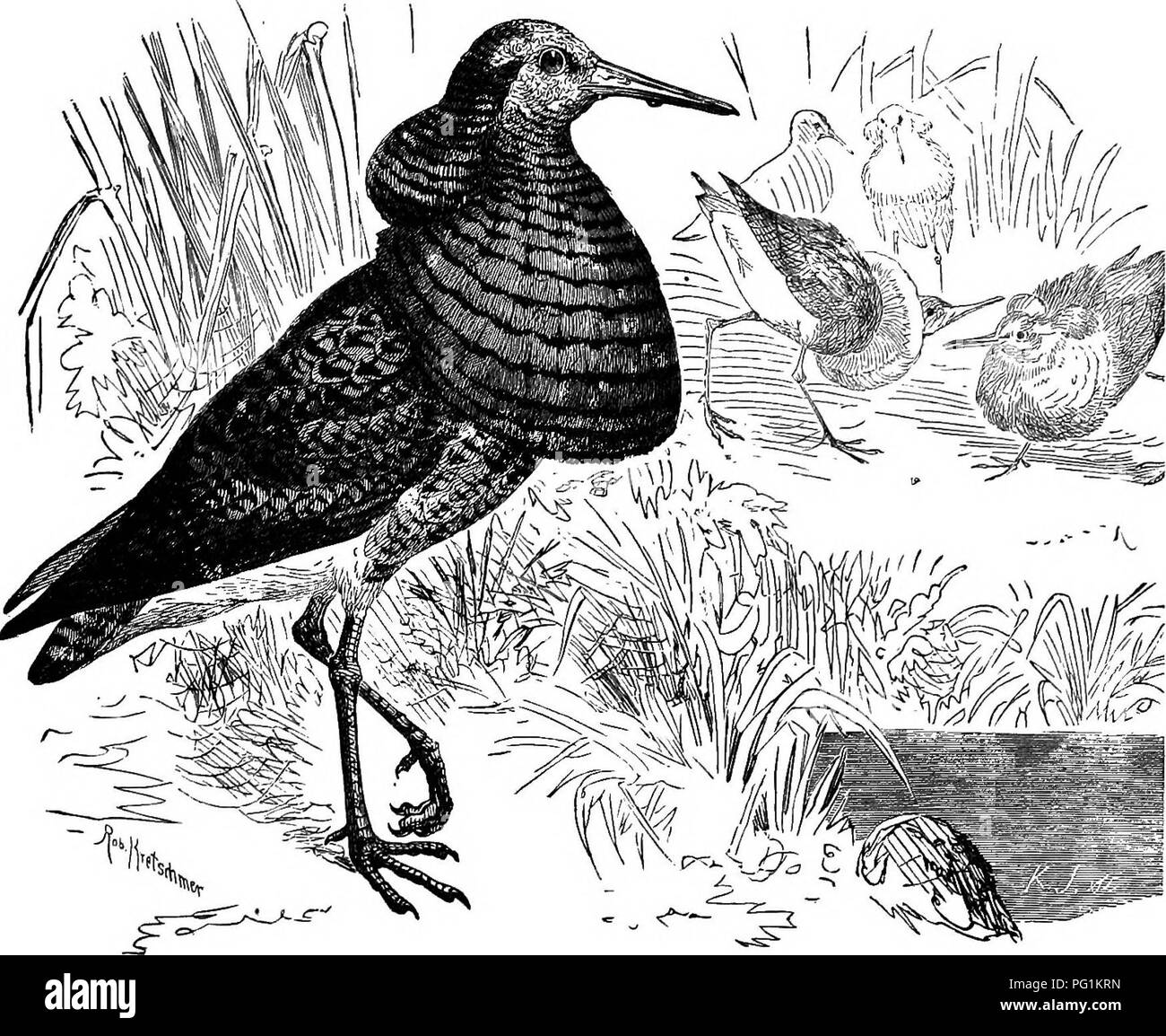 Questa guida fornisce una breve panoramica di tutte le specie di uccelli viventi e fossili conosciute dal Nord America, tra cui la Groenlandia e la bassa California. Copre anche l'ornitologia generale e le tecniche per la raccolta e la conservazione degli uccelli. Foto Stock