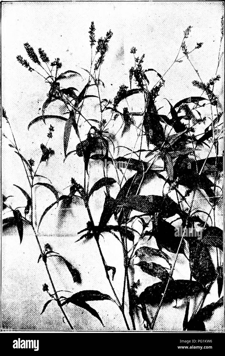 Questa sezione del lavoro di Langstroth presenta un elenco di fiori frequentemente visitati dalle api per il nettare e il polline. I fiori sono raggruppati per famiglia e illustrati per aiutare gli apicoltori. Tra questi vi sono specie come il Dandelion, il Cardo, la Camomilla e il Girasole, anche se l'elenco non è esaustivo. Foto Stock