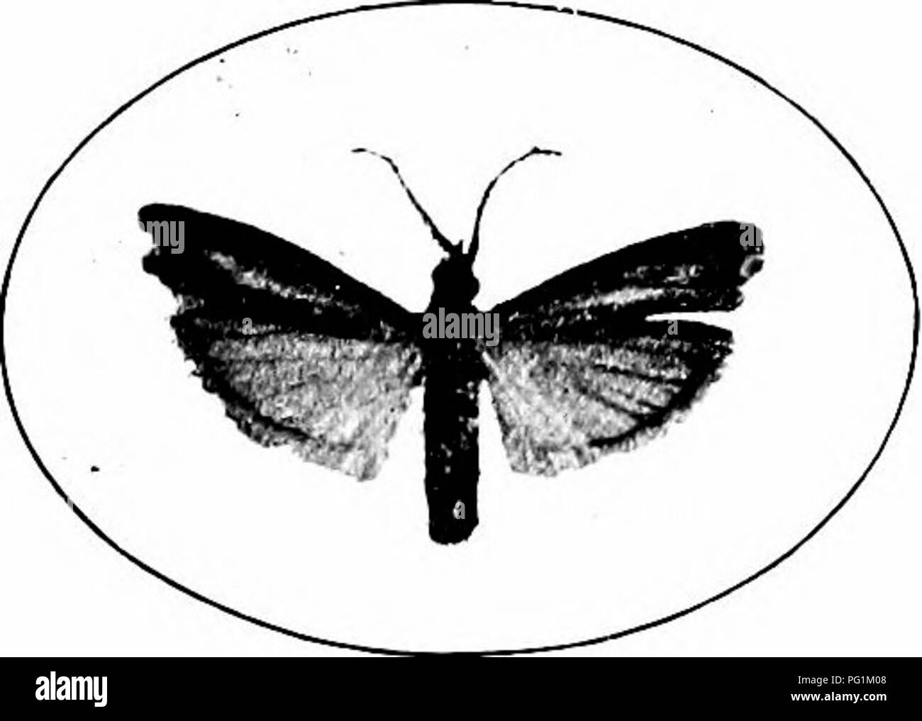 . Insetti dannosi : come riconoscere e il loro controllo . Pesti di insetto e pesti di insetto. Fig. 102. - Larva; della più piccola levetta di mais- borer. Origiaal.. La fio. 103.-adulto del più piccolo peduncolo di mais-borer. Originale. cresciuto, luce verdastro, la sua schiena contrassegnati con nove belle, hnes rossastro, in qualche modo interrotta in corrispondenza di ciascun segmento. Funziona entro la levetta, ma fa tre o quattro fori sulla superficie, qui e là, attraverso la quale esso spinge fuori gli escrementi. La falena adulta si espande i tre quarti di un pollice. La modalità di ibernazione può avvenire come adulto, come larva nei gambi, o come pupa nel terreno. I mezzi Foto Stock