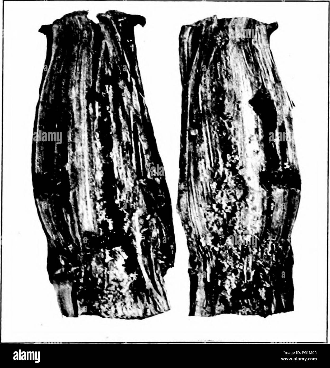 . Insetti dannosi : come riconoscere e il loro controllo . Pesti di insetto e pesti di insetto. Worm noioso ly ilAIX stantio 125 meno di mezzo pollice lungo, rosso scuro, alquanto appiattito, e dispone di un ampio torace e un abbastanza stretta " vita." La peste passa l'inverno come un coleottero adulto nel terreno. La larva? Sono trovati tliroughout estate nel terreno e sono molto attivi, attaccando gli altri insetti. Poiché solo gromid umido è scelto da questo insetto, mais dovrebbe essere omesso da tali campi se possibile. Fine piantando apparentemente serve a dis- coiurage i coleotteri, e per scongiurare la maggior parte delle lesioni. Foto Stock