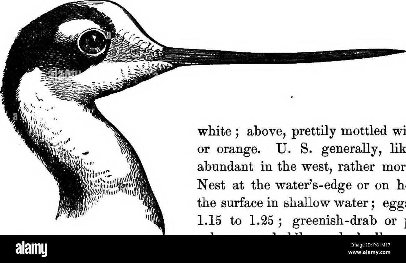Questa guida all'identificazione degli uccelli fornisce informazioni complete su tutte le specie di uccelli viventi e fossili presenti in Nord America, coprendo regioni dalla Groenlandia alla bassa California. Si tratta di un riferimento essenziale per ornitologi e bird watching. Foto Stock