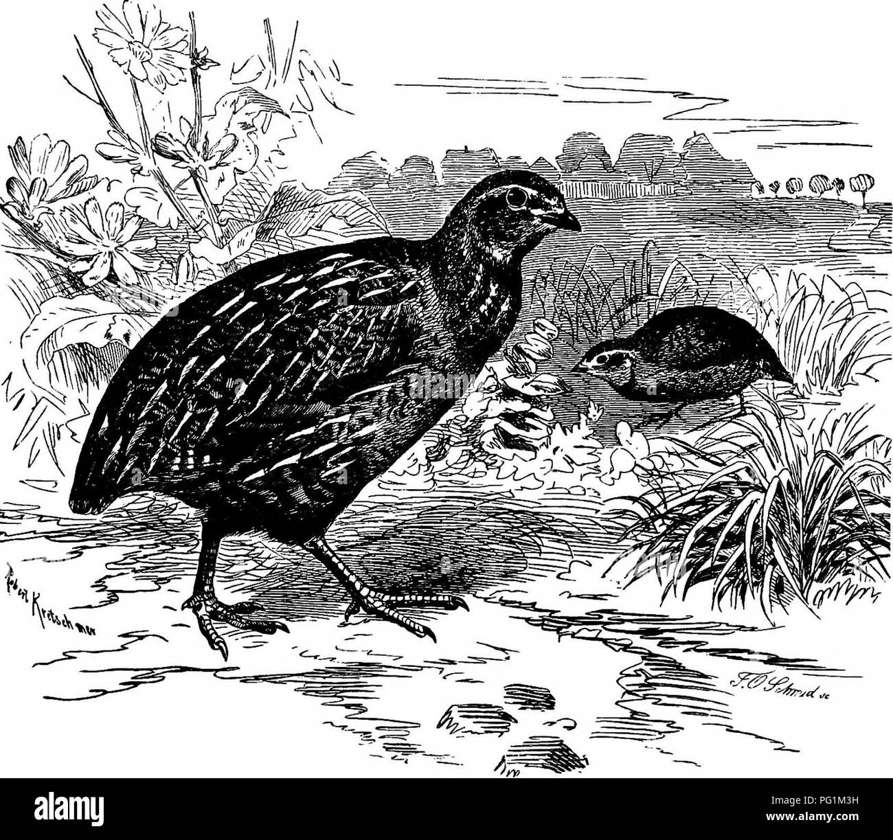 Questa guida completa include descrizioni di tutte le specie di uccelli viventi e fossili conosciute trovate in Nord America, dagli Stati Uniti e Messico alla Groenlandia e alla bassa California. Incorpora ornitologia generale, struttura degli uccelli e ornitologia del campo, coprendo tecniche per la raccolta, la preparazione e la conservazione degli uccelli. Foto Stock