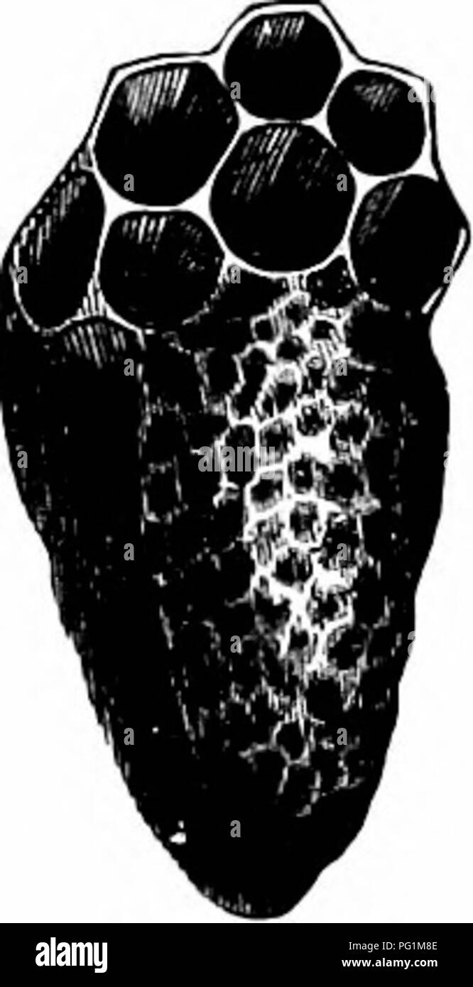 . Langstroth sull'alveare &AMP; miele delle api. Le api. Allevamento IMPRO'ED gare. 269. Fig. 100. Regina-cella, REJIOVED.. Sullo stesso daj', fare sciami, (475) o tiuclei, (522) o distruggere vale la pena- meno queens (155) che è desiderio di ri- mettere il giorno successivo. 517. Il giorno successivo, con un forte pen- coltello, rimuovere con cautela un pezzo di pettine, un pollice o più quadrati che contiene un letto queen- cella (Pig. 100), e in uno dei pettini di covata dell'alveare per la quale Questa cella è dato, tagliare un posto appena abbastanza grande per ri- ricezione e mantenerlo in una posizione naturale. (Fig. 101.) ciascuno stock ciueenless può così essere fornito w Foto Stock