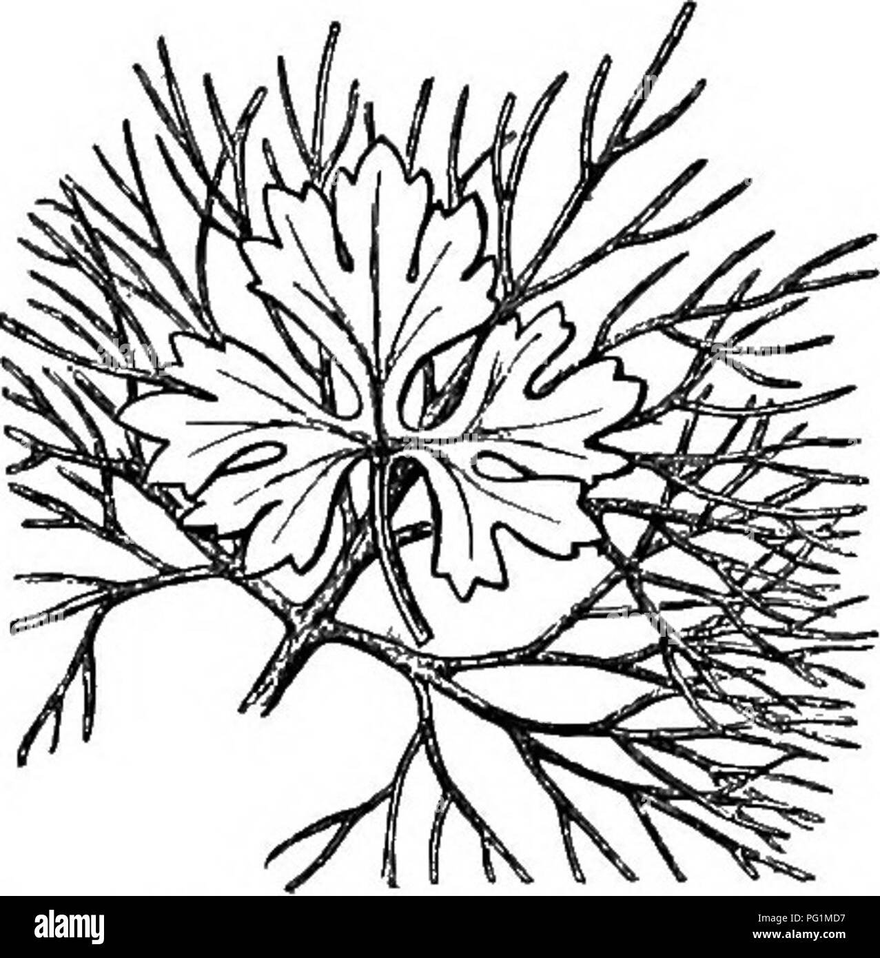 . Un libro di testo di botanica per le scuole secondarie. La botanica. Idrofite 331. Fig. 303.-sommerse e foglie di antenna di un ranuncolo acquatico.- Dopo Strabburger. Il mucky fondo; e anche quando essi non sono in grado di inviare foglie fino alla superficie dell'acqua, di solito inviare i fiori che essi possono aprire nell'aria. In parchi e verde- case la grande acqua-lily dell'Amazzonia (Victoria regia), il più grande di tutta l'acqua- gigli, è comunemente visto (Fig. 302)-. Flottante e foglie sommerse sono molto diverse in forma e quando entrambi i tipi si verificano sullo stesso impianto è sorprendente il contrasto (Fig. 303). 194. Ree Foto Stock