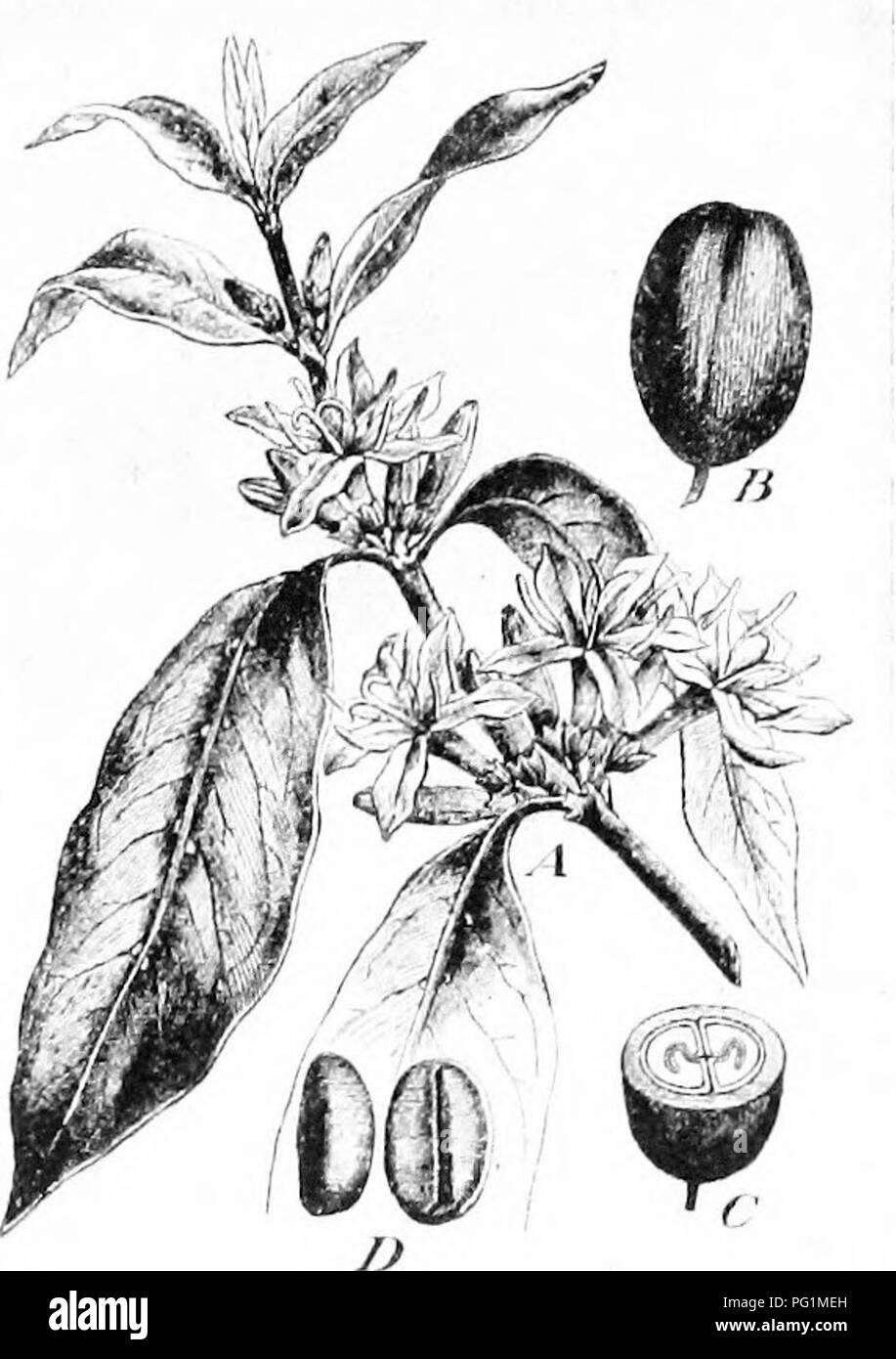 . Un libro di testo di botanica per le scuole secondarie. La botanica. 297.-fioritura il ramo di una pianta di china.-Dopo Baillon. jfTee-plaiit: .4, lloweiiiig succursale; : C, sezione di berry ; D, semi ans).-dopo-Wossidlo, caffè deriva da Ara- bia, mentre le fonti di altri tipi di solito sono indicati con i nomi. China. - Questo è il nome di un genere contenenti numerose specie di alberi che crescono in Sud America, principalmente lungo la East- ern piste del west- ern montagne (Fig. 297). La corteccia produce il ben noto chinino. Si prega di notare che queste immagini vengono estratte dalla pagina sottoposta a scansione immagini che Foto Stock