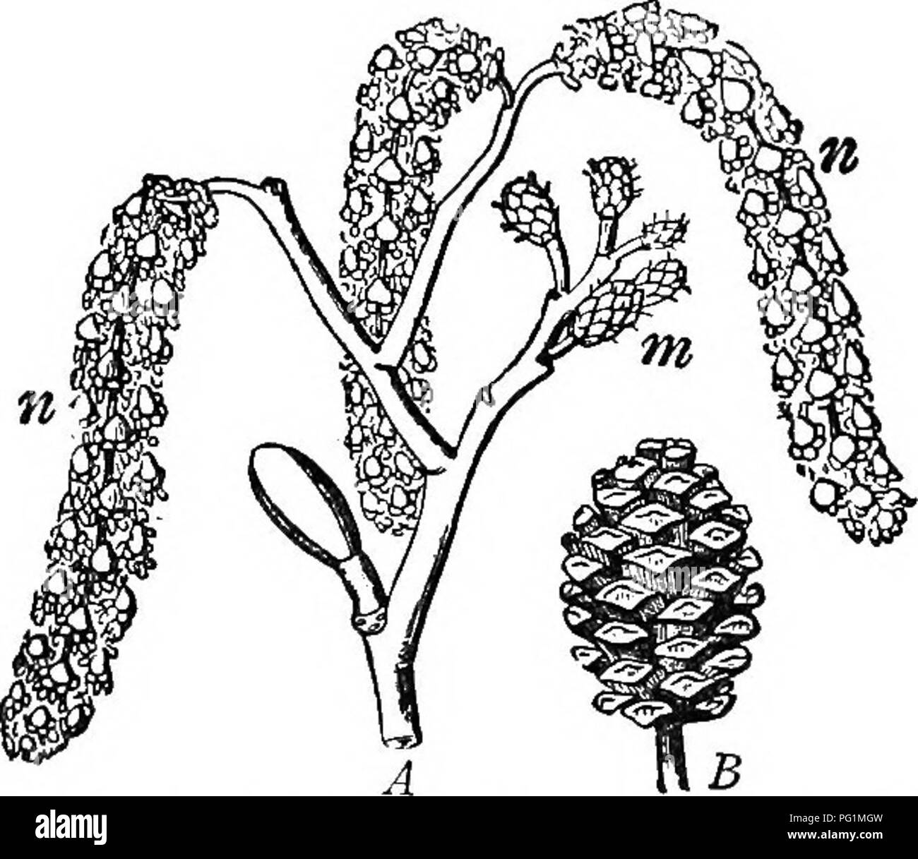 . Un libro di testo di botanica per le scuole secondarie. Botanica. dicecious (§ 137) e vento-impollinata. Un carattere molto- istic fiore-cluster si verifica in molte di queste forme, essendo un picco-come cluster, ma aventi un cospicuo squame o brattee sottendente fiori di singoli o di piccoli gruppi di fiori. Esso è chiamato ametit amento o; e familiarità illus- trations si trovano sui salici (Fig. 278), cottonwoods e betulle e ontani (Fig. 279). Entrambi staminate e pis- tillate fiori, o solo un tipo può essere in aments. In maggiore fami- sta con più con- spicuous e usuali- ly insetto-impollinata fiori, altri Foto Stock