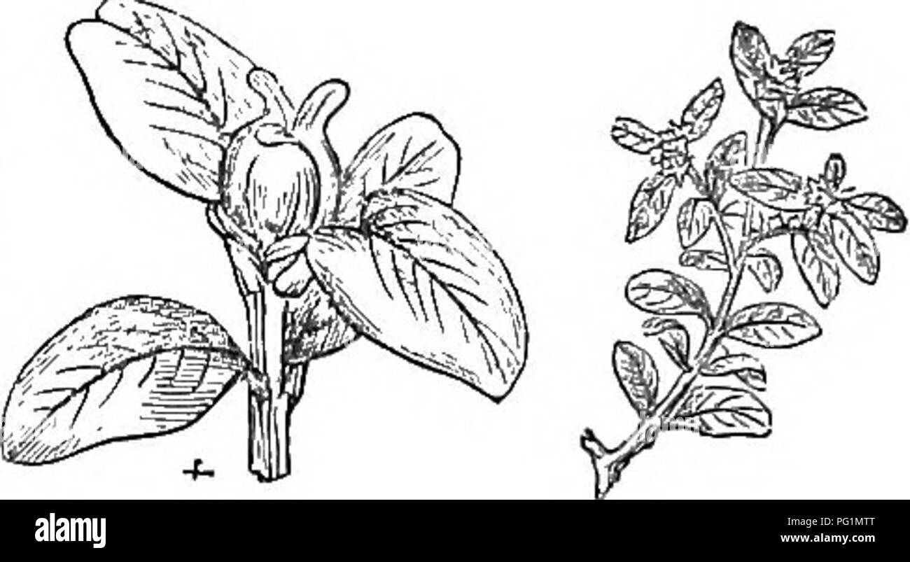 . Alberi e arbusti : un abridgment dell'Arboretum et fruticetum britannicum : contenente la hardy alberi e schrubs della Gran Bretagna, native e straniere, scientificamente e popolarmente descritto : con la loro propagazione, della cultura e degli usi e delle incisioni di quasi tutte le specie. Alberi e arbusti; le foreste e la silvicoltura. , S. 4 myrbfoha Lam. Encyc. - Dwari. Foglie , piccolo, oblunga, narrowish. Un grazioso piccolo impianto; W in genere piuttosto basso, ma in favorevoli cir- " cumstances, crescendo di notevoli dimensioni. ISR. b. s. suffniacisa. In uno stato selvaggio, la casella raramente supera l'altezza di 12 o 15 piedi in B Foto Stock