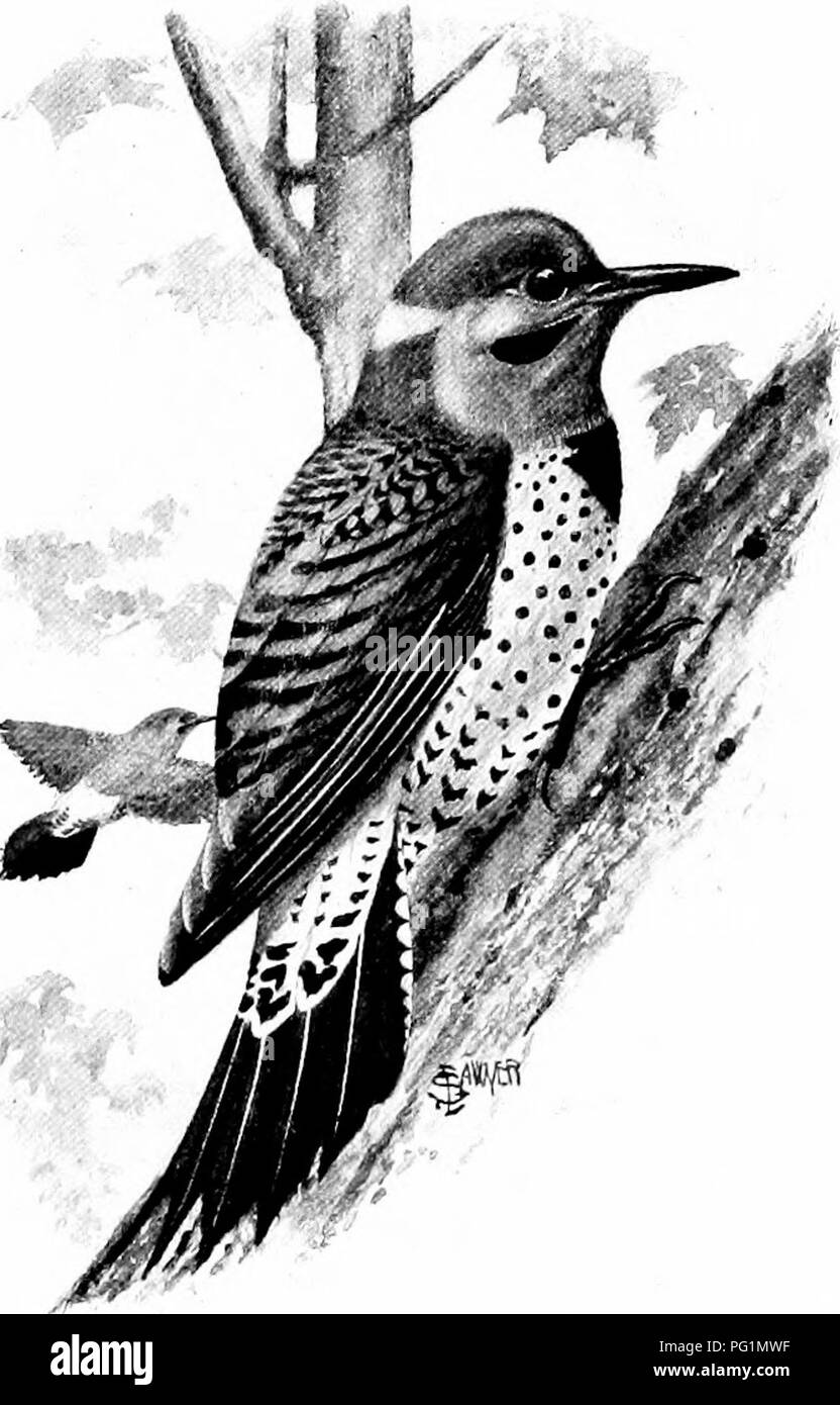 . L'American Natural History; una base di conoscenze utili degli animali superiori del Nord America. Storia naturale. Il Golden-ALA E ROSSO-TIEAD 211 è una buona cosa per l'alimentazione di uccelli selvatici di tutti spe- cies che sono sia utile o bello. I picchi sono i più grandi uccelli insettivori che rimangono nel nord durante l'inverno, e apprezzano cordiale offerte di suet o grasso di maiale, inchiodato in alto sul cospicuo tronchi. Nel Parco Zoologico abbiamo messo in su ogni inverno almeno venticinque due-pound strijjs di grasso di maiale, per picchi e chickadees che vivono con noi tutti i Foto Stock