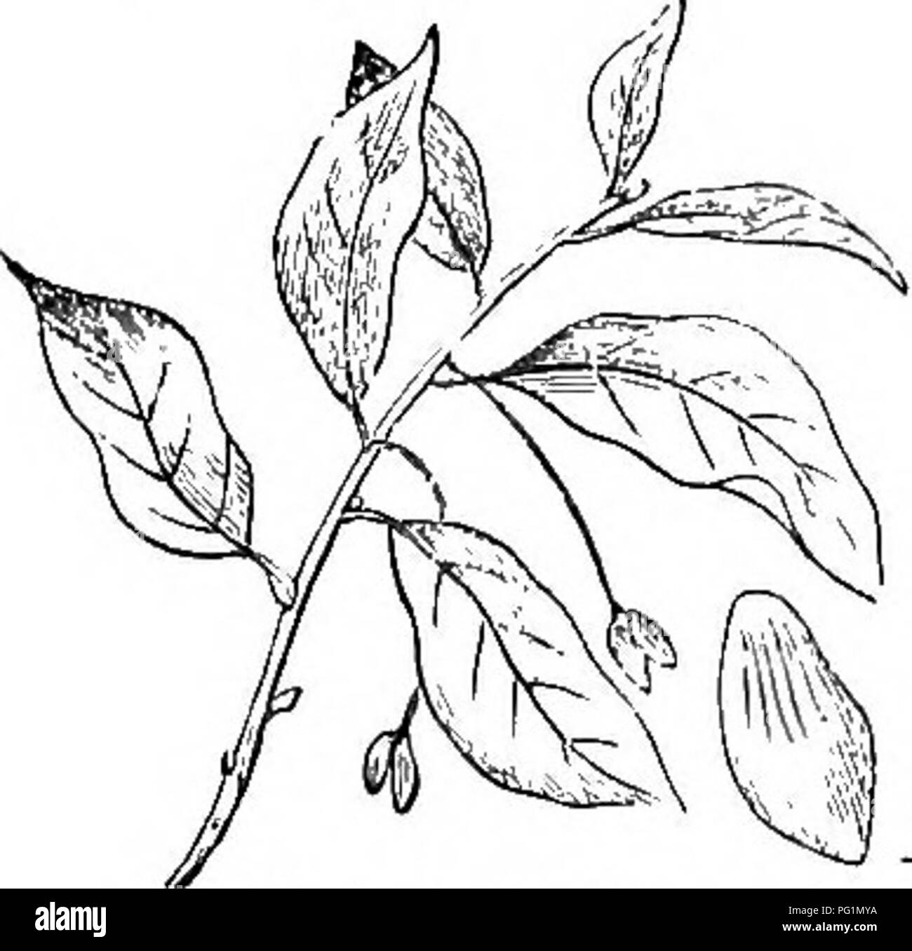 Questo lavoro fornisce una guida dettagliata agli alberi e agli arbusti duri della Gran Bretagna, comprese le specie indigene e straniere, con descrizioni sulla propagazione, la cultura e gli usi per ciascuna specie, insieme alle incisioni. Foto Stock