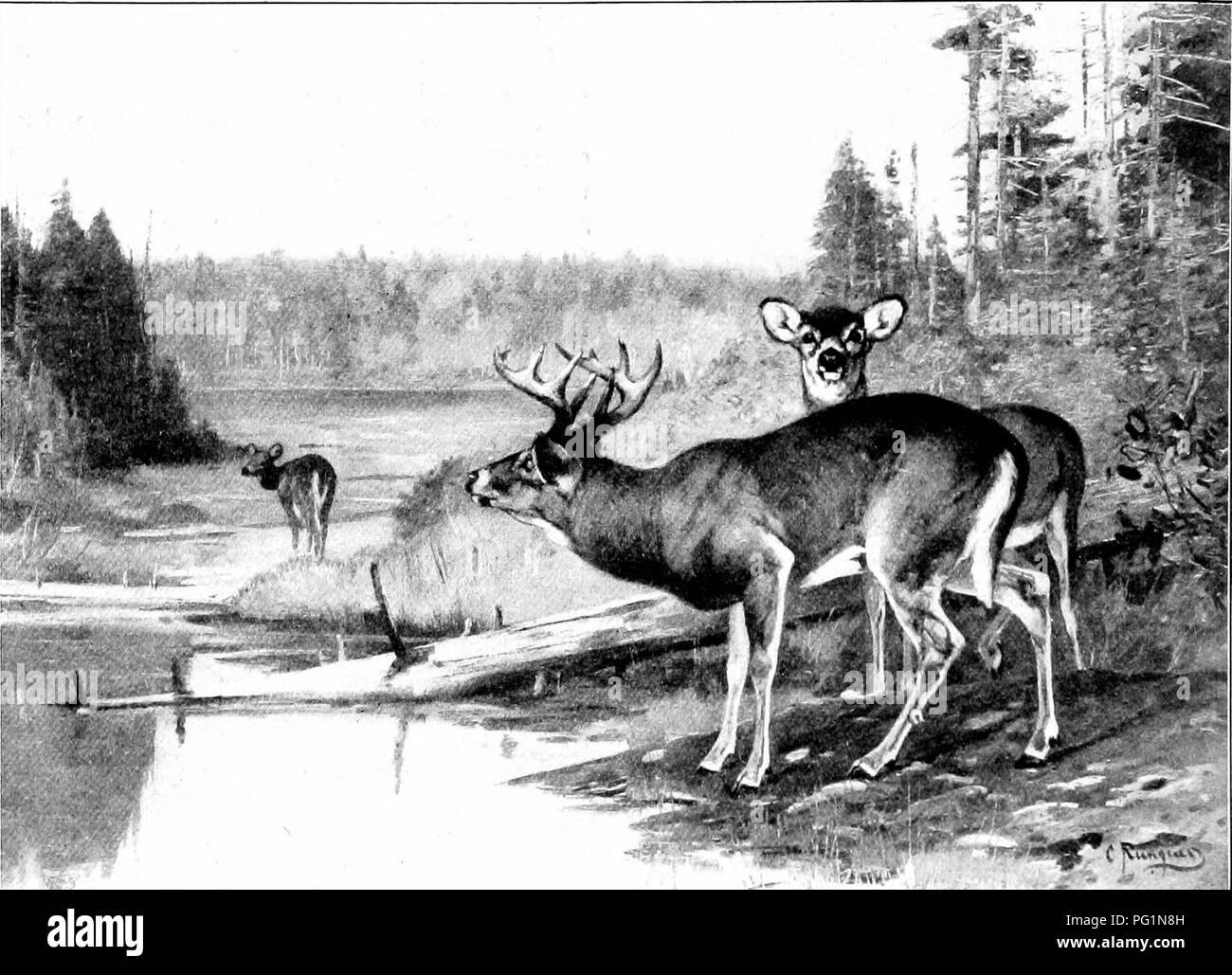 . L'American Natural History; una base di conoscenze utili degli animali superiori del Nord America. Storia naturale. 128 ORDEKS DI MAMMIFERI-UNGULATI noto la Columbian Black-Tailed Cervo- non vivono sulla costa atlantica. Dopo eiforts persistente, con almeno quindici esemplari disegnati da Orcfton, Washington e British Columbia e la perdita di tutti attraverso la gastroenterite, la New York Zoological Society ha abbandonato il suo tentativo di transj^lant la specie. In Alaska, questa specie vive ancora inferiore, nel Sitka cervi,' in statura e palchi liberamente rischia la sua vita nel Foto Stock