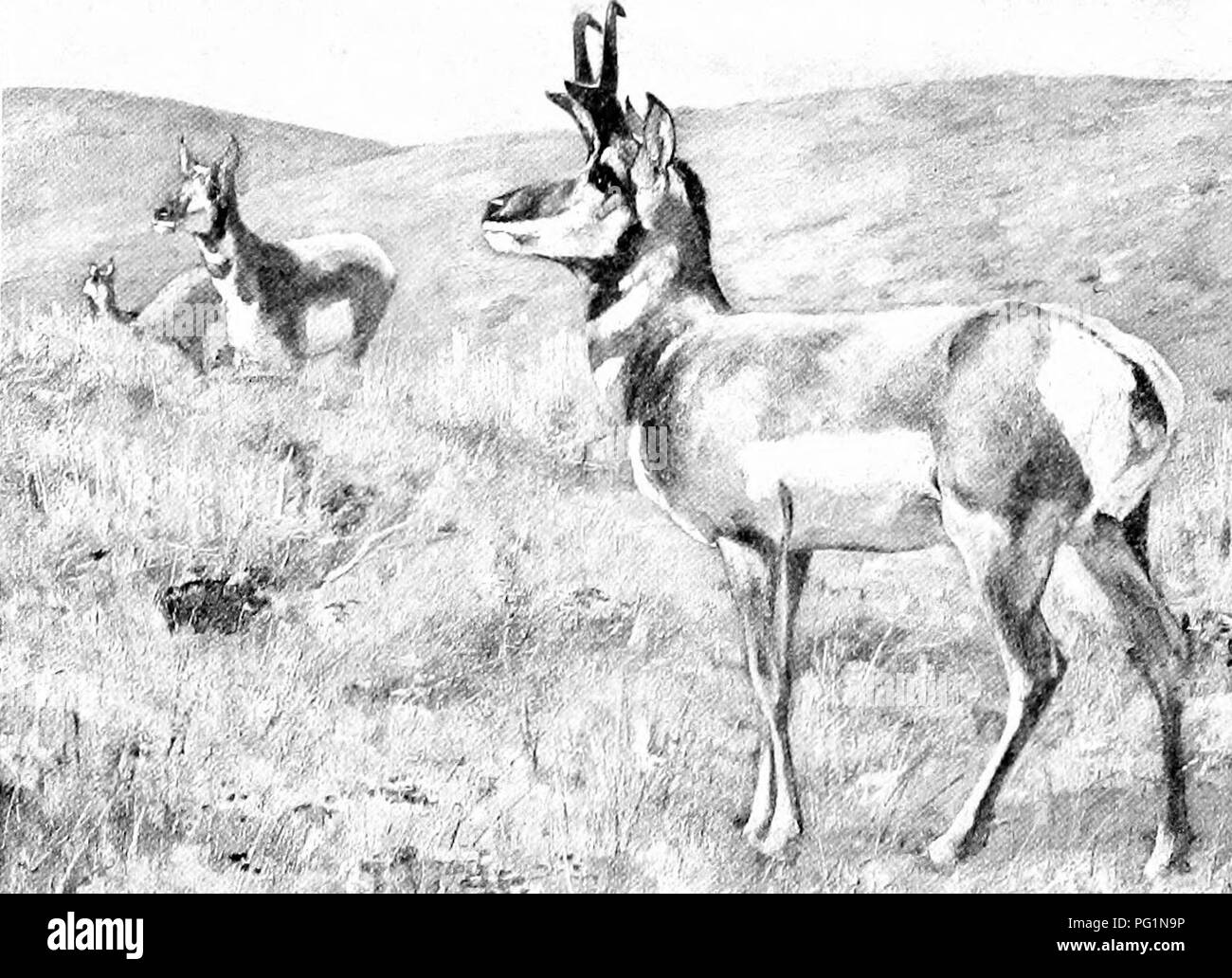 Questo volume fornisce una guida completa ai mammiferi hoofed del Nord America e dell'Africa, mettendo in evidenza le diverse specie come l'antilope zibellare, il kudu, l'alcelafo e l'alcelafo. Questi animali sono ammirati per la loro bellezza e le caratteristiche distintive. Foto Stock