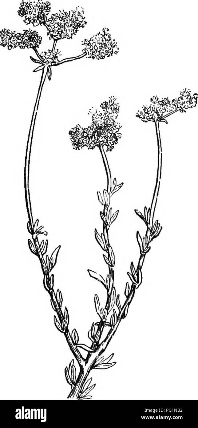 . L'apicoltore's guide : o manuale dell'apiario . La cultura delle api; le api. O, MANUAI&LT; di THB APIARIO." 431 (Gossypium herbaceutn), (Fig. 236), che comincia a fiorire nei primi giorni di giugno e rimane in fiore anche ad ottobre. Questo appartiene alla stessa famiglia-malva-come la hollyhock e come essa fiorisce e frutti attraverso la stagione. Fig. 23S.. Wild Buckwheat.-originale. La mucca-pea che fiorisce da Aprile ad agosto (Fig. 199), non è solo un bene per le api, ma per i mangimi e per arricchire il suolo. La pietra-crop (Sedum pulchellum) è un altro prezioso miele-impianto del sud. In Giugno le magnolie Foto Stock