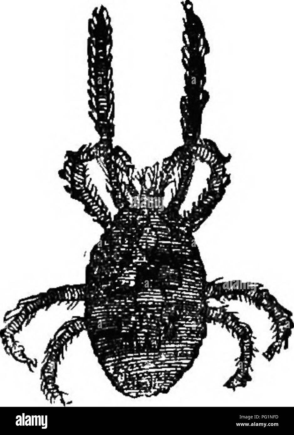 Questa guida fornisce informazioni sulla cultura delle api e sulla gestione degli alveari. Include approfondimenti sul ruolo delle vespe e di altri insetti nel controllo dei parassiti e sul mantenimento di popolazioni di api sane. Esso riguarda anche l'uso delle api in agricoltura, sottolineando l'importanza delle pratiche apicole. Foto Stock