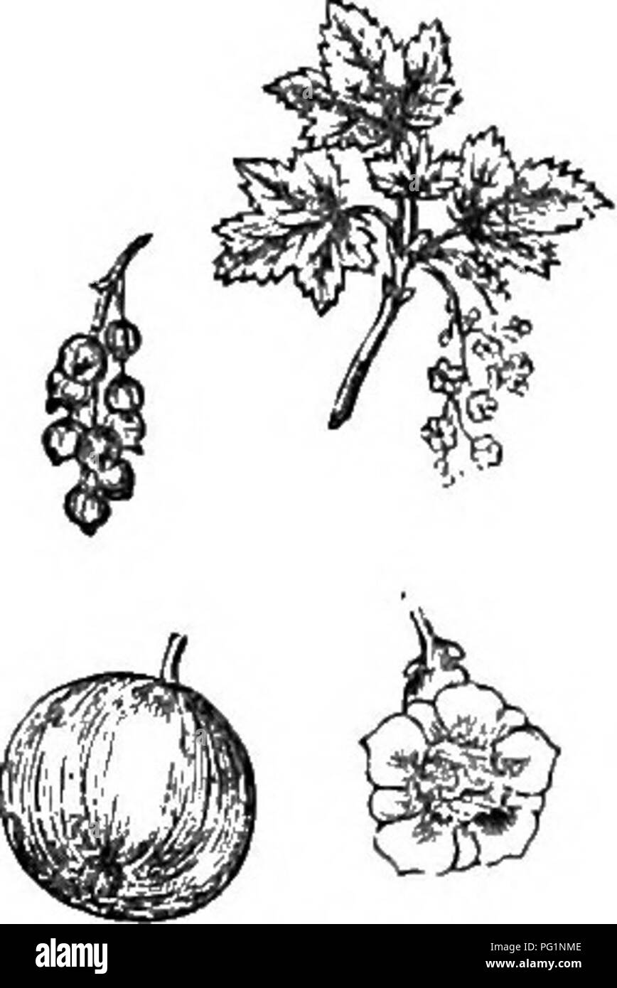 . Alberi e arbusti : un abridgment dell'Arboretum et fruticetum britannicum : contenente la hardy alberi e schrubs della Gran Bretagna, native e straniere, scientificamente e popolarmente descritto : con la loro propagazione, della cultura e degli usi e delle incisioni di quasi tutte le specie. Alberi e arbusti; le foreste e la silvicoltura. XXXII. CE GROSSULA^E : SI BES. 477 A. Fiori verdastra o yelloiv verdastra o rossastra ; e frutta, m uno stato selvaggio, rosso.. 860. A. rubrum. £ 18. R. RU^BRUM L. Il comune di ribes rosso. lieiiUfication. Lin. Sp., 290.; Dic. Prod., 3, p. 481.; Don's Mill., 3, p. 1S7. Syjionymes. R. vulgare N. Foto Stock