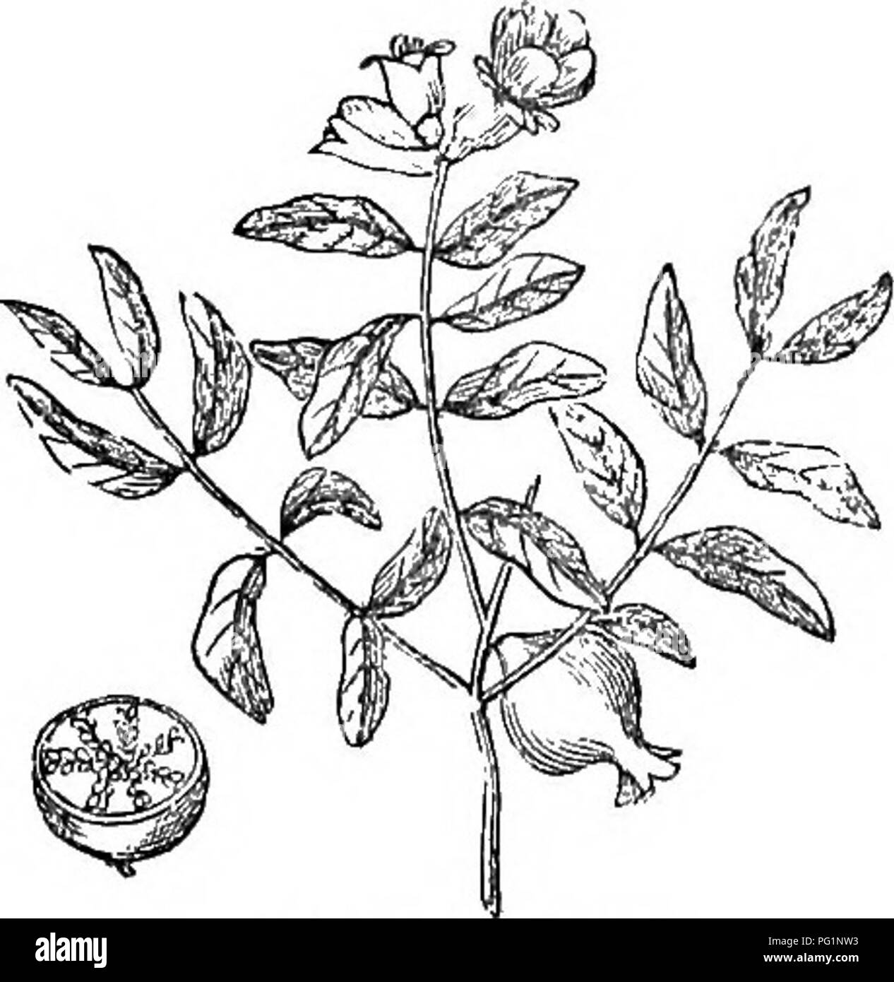 Questo libro fornisce descrizioni e illustrazioni di alberi e arbusti duri in Gran Bretagna, descrivendo dettagliatamente la loro coltivazione, propagazione e uso, concentrandosi su specie indigene e straniere. Foto Stock