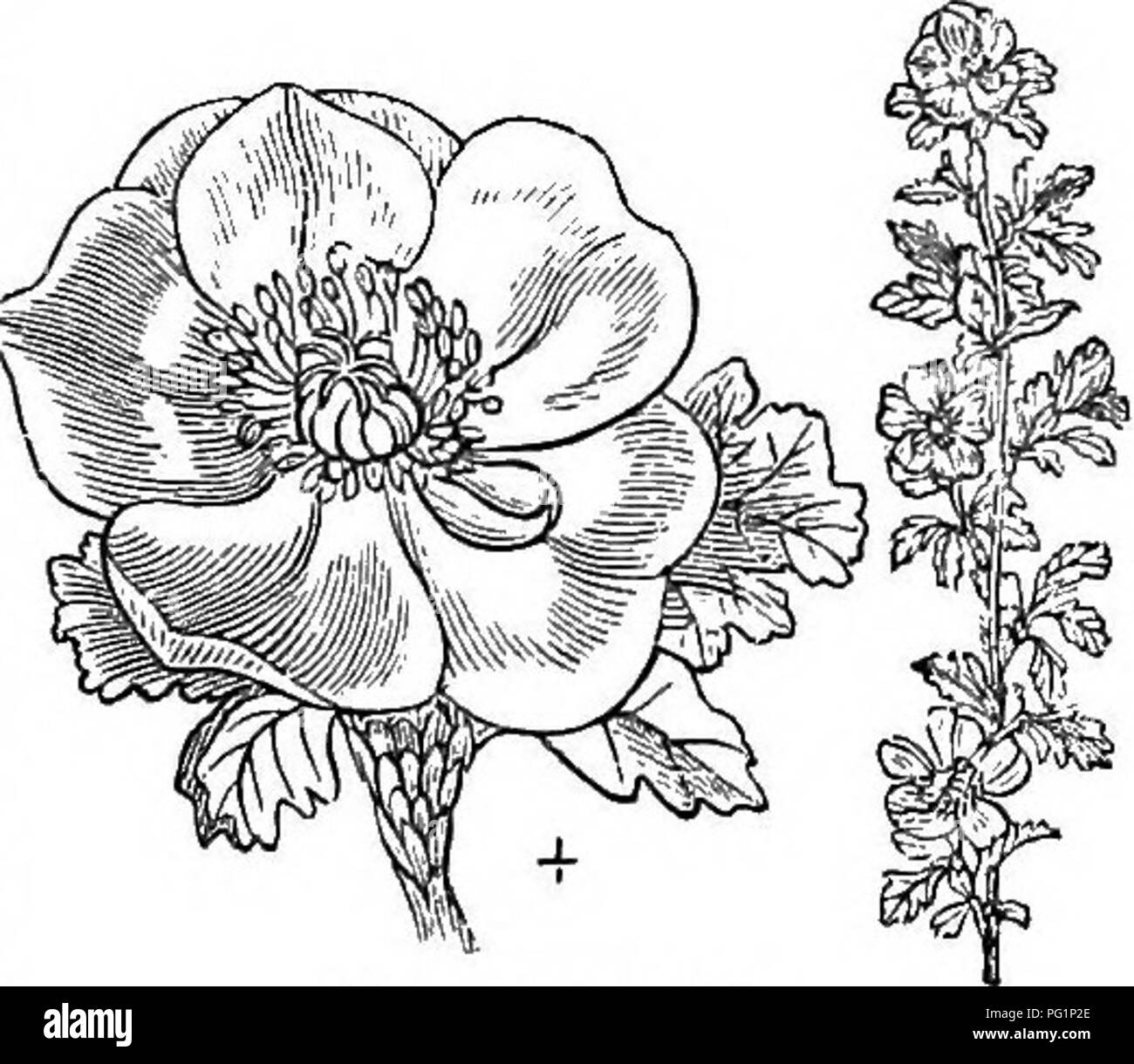 . Alberi e arbusti : un abridgment dell'Arboretum et fruticetum britannicum : contenente la hardy alberi e schrubs della Gran Bretagna, native e straniere, scientificamente e popolarmente descritto : con la loro propagazione, della cultura e degli usi e delle incisioni di quasi tutte le specie. Alberi e arbusti; le foreste e la silvicoltura. XXVI. ROSA^CF.JE : COWA^N/^. Genere XI. un'21 COWA^N/yi D. Don. Il Cowania. Lin. St/st. Icos&amp;ndria Polygynia. Identificazione. D. Don, in Sw. Fl Gard., 2d serie. Derivazione. In onore di Jamfs Cowany un mercante di Londra, che ha più volte visitato il Messico ed il Perù, dove egli ha introdotto un Foto Stock