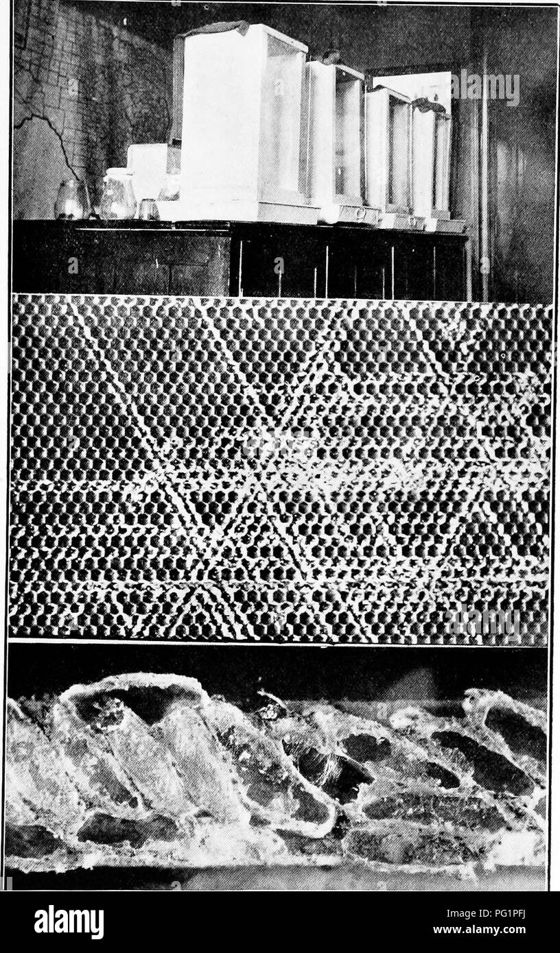 . Le indagini relative al Texas l'apicoltura. Esperimenti in divisione artificiale e swarm-controllo. Api; le api. Piastra III.-sopra, gabbie usate per studiare lo sviluppo del bee-moth; al centro -ol cera-worm o larvse, sulla fondazione di pettine; di seguito, massa di bozzoli, uno dei quali mostra larva; repairmg danneggiato bozzolo. (Originale). Si prega di notare che queste immagini vengono estratte dalla pagina sottoposta a scansione di immagini che possono essere state migliorate digitalmente per la leggibilità - Colorazione e aspetto di queste illustrazioni potrebbero non perfettamente assomigliano al lavoro originale. Austin, Texas, Von Boeckmann-Jones Co. Foto Stock