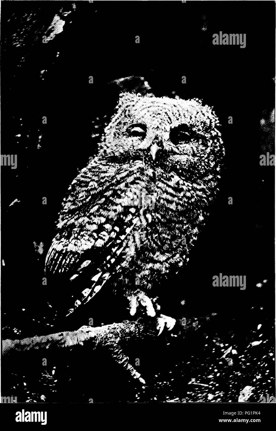 . Il libro di pet. Animali domestici. Foto di V erne M o ione una sonnolenta giovane civetta. Si prega di notare che queste immagini vengono estratte dalla pagina sottoposta a scansione di immagini che possono essere state migliorate digitalmente per la leggibilità - Colorazione e aspetto di queste illustrazioni potrebbero non perfettamente assomigliano al lavoro originale. Comstock, Anna Botsford, 1854-1930; Signore, Henry B. ins; Wright, Albert Hazen, 1879-1970 ins; Comstock, Anna Botsford, 1854-1930. ins. Ithaca, N. Y. : Comstock Foto Stock