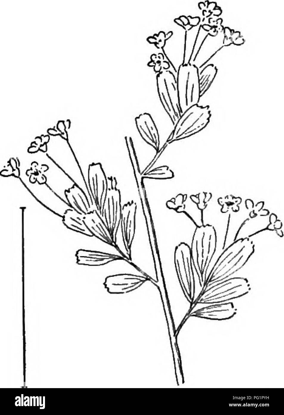 . Arbusti ornamentali degli Stati Uniti (Hardy, coltivati). Arbusti. Fig. 208.-ibrido ghirlanda di neve. Fig. 209. - Hyperieum-leaverl Spirea. hanno fiori bianchi e prunifolia è la specie più comuni, con fiori doppi. Le specie più comuni blooming a partire dalla fine di giugno fino a frost sono il rosa Bumd.lda e il crimson Bumalda Anthony W&amp;terer. [Sementi ; divisioni ; ventose.]. Si prega di notare che queste immagini vengono estratte dalla pagina sottoposta a scansione di immagini che possono essere state migliorate digitalmente per la leggibilità - Colorazione e aspetto di queste illustrazioni potrebbero non perfettamente assomigliano al lavoro originale. Ap Foto Stock