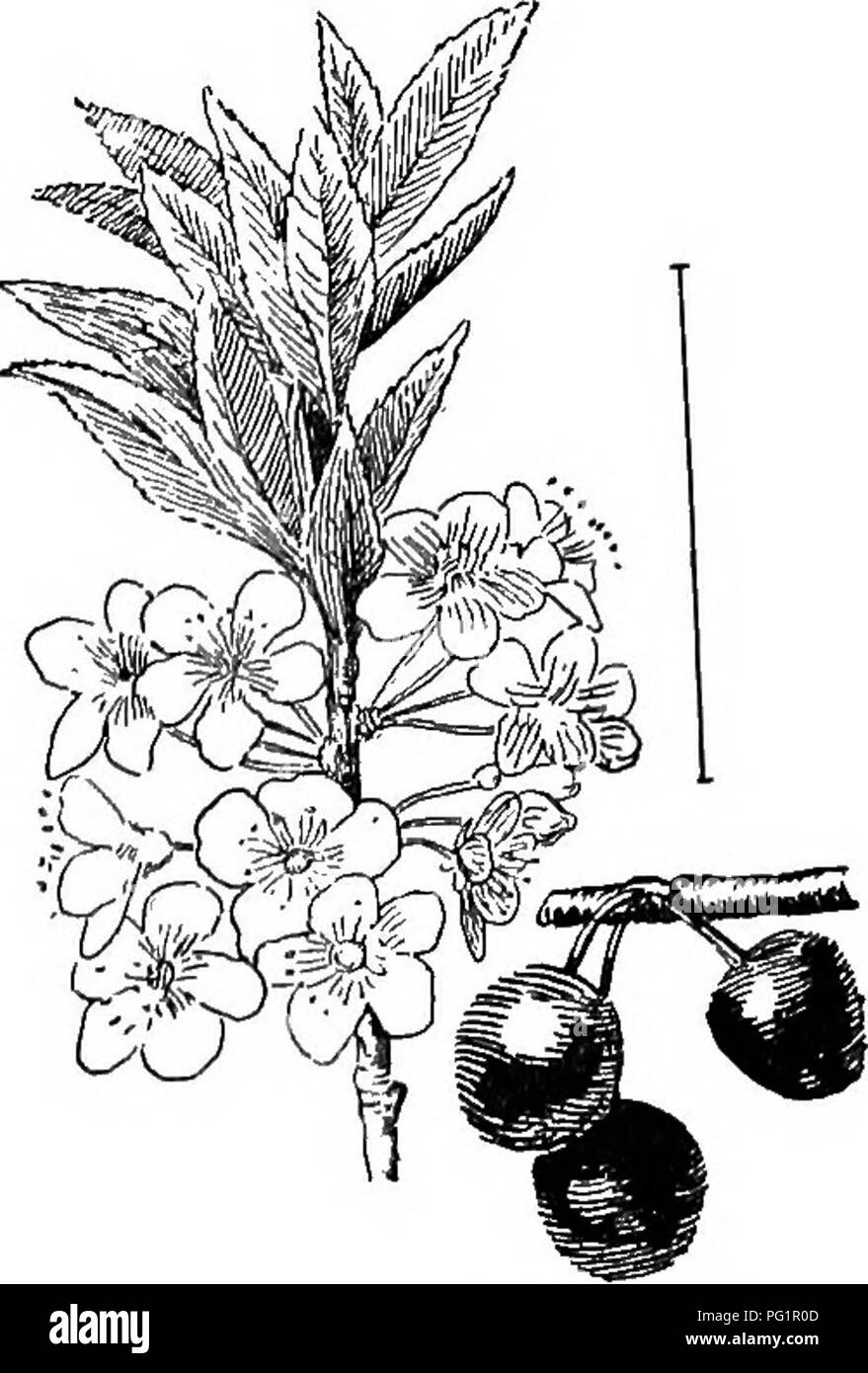 Questo libro, di Austin Craig Apgar e Ada Draycott, copre un'ampia varietà di arbusti ornamentali resistenti coltivati negli Stati Uniti. Fornisce descrizioni dettagliate di arbusti adatti a diversi climi, ideali per la giardinaggio e ornamentale. Foto Stock