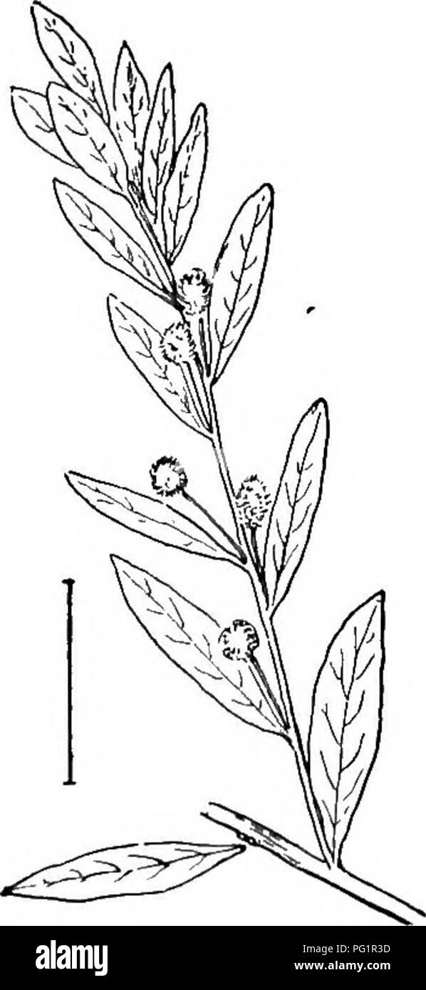 . Arbusti ornamentali degli Stati Uniti (Hardy, coltivati). Arbusti. Fig. 1T4. -Piccolo- lasciava in Acacia. Fig. 175. - Blunt-lasciava in Acacia.. Si prega di notare che queste immagini vengono estratte dalla pagina sottoposta a scansione di immagini che possono essere state migliorate digitalmente per la leggibilità - Colorazione e aspetto di queste illustrazioni potrebbero non perfettamente assomigliano al lavoro originale. Apgar, A. C. (Austin Craig), 1838-1908; Draycott, Ada (Apgar). New York, Cincinnati [etc] American Book Company Foto Stock