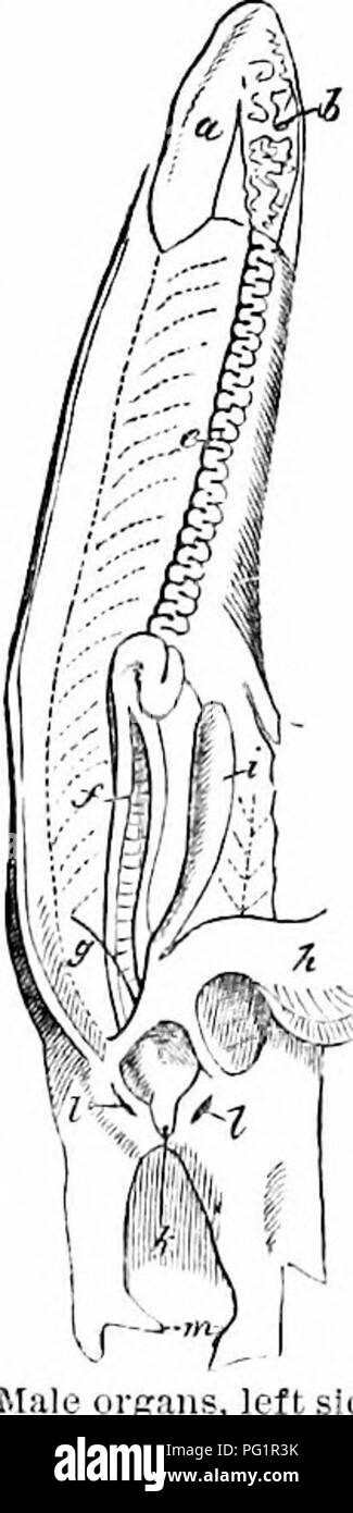 . Sull'anatomia dei vertebrati. Vertebrati, Anatomia, comparativo; 1866. 570 Anatomia di vertebrati. 380 pass, essendo disposto in convoluzioni su bordo del ' mesorchium." La primitiva cellule spermatica, che sono per- sistent nel ciclostomi, hanno raggruppata in tubi (tubuli seminiferi) nei pesci ossei; i tubetti aperti in corrispondenza di una estremità nella vasta e talvolta saccular inizio della vas deferens, e terminano in corrispondenza di altri, o da ciechi estremi liberi o da reticolare anastomosi.' nell'aringa, Shad e altri Clupeoids, i tubi secerning ramify e anastomose nel Foto Stock