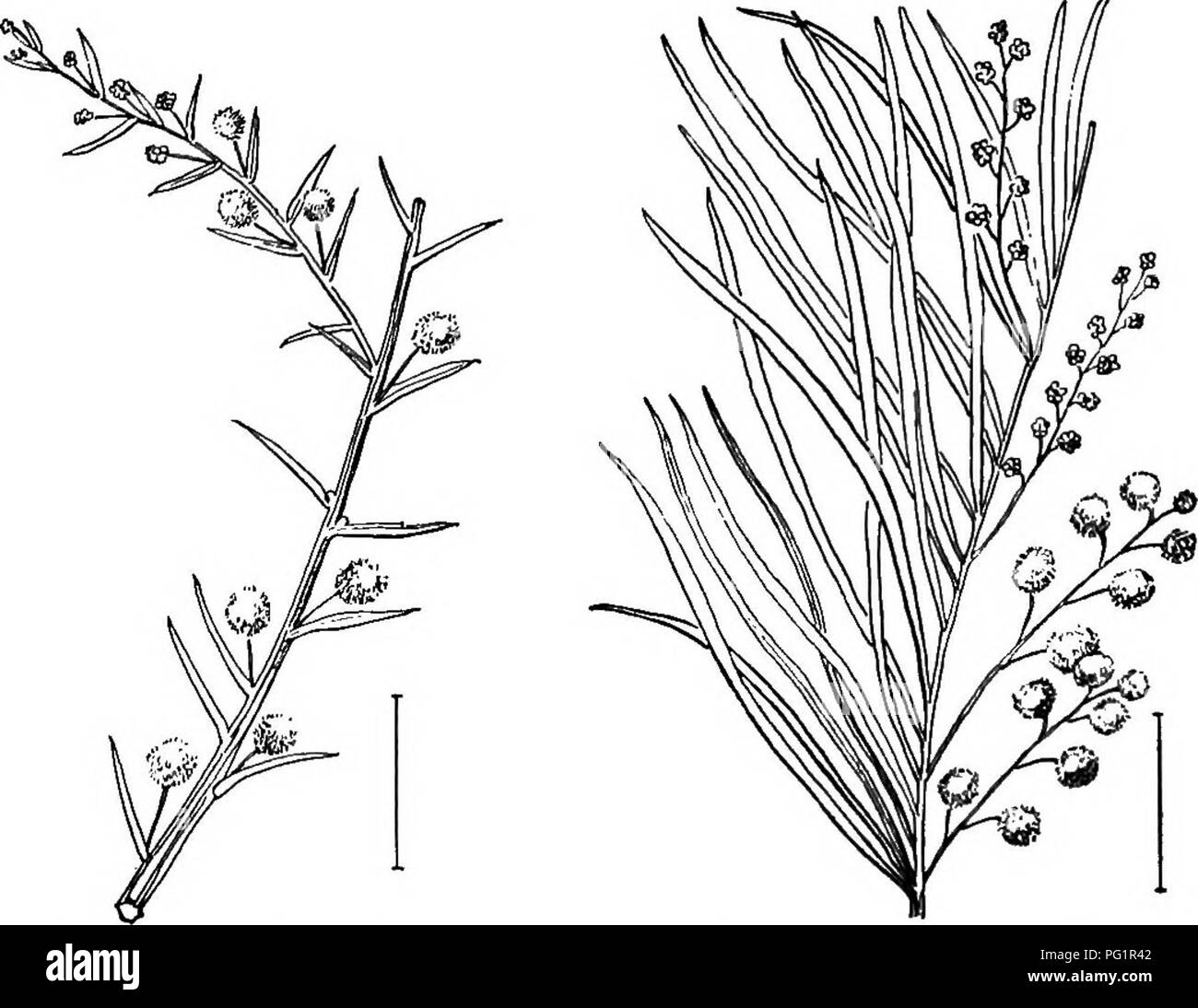 . Arbusti ornamentali degli Stati Uniti (Hardy, coltivati). Arbusti. L'Acacias 133. La fio. 170. - Ago-lasciava in Acacia. Fig. 171. -Ginestra bargiglio.. Si prega di notare che queste immagini vengono estratte dalla pagina sottoposta a scansione di immagini che possono essere state migliorate digitalmente per la leggibilità - Colorazione e aspetto di queste illustrazioni potrebbero non perfettamente assomigliano al lavoro originale. Apgar, A. C. (Austin Craig), 1838-1908; Draycott, Ada (Apgar). New York, Cincinnati [etc] American Book Company Foto Stock