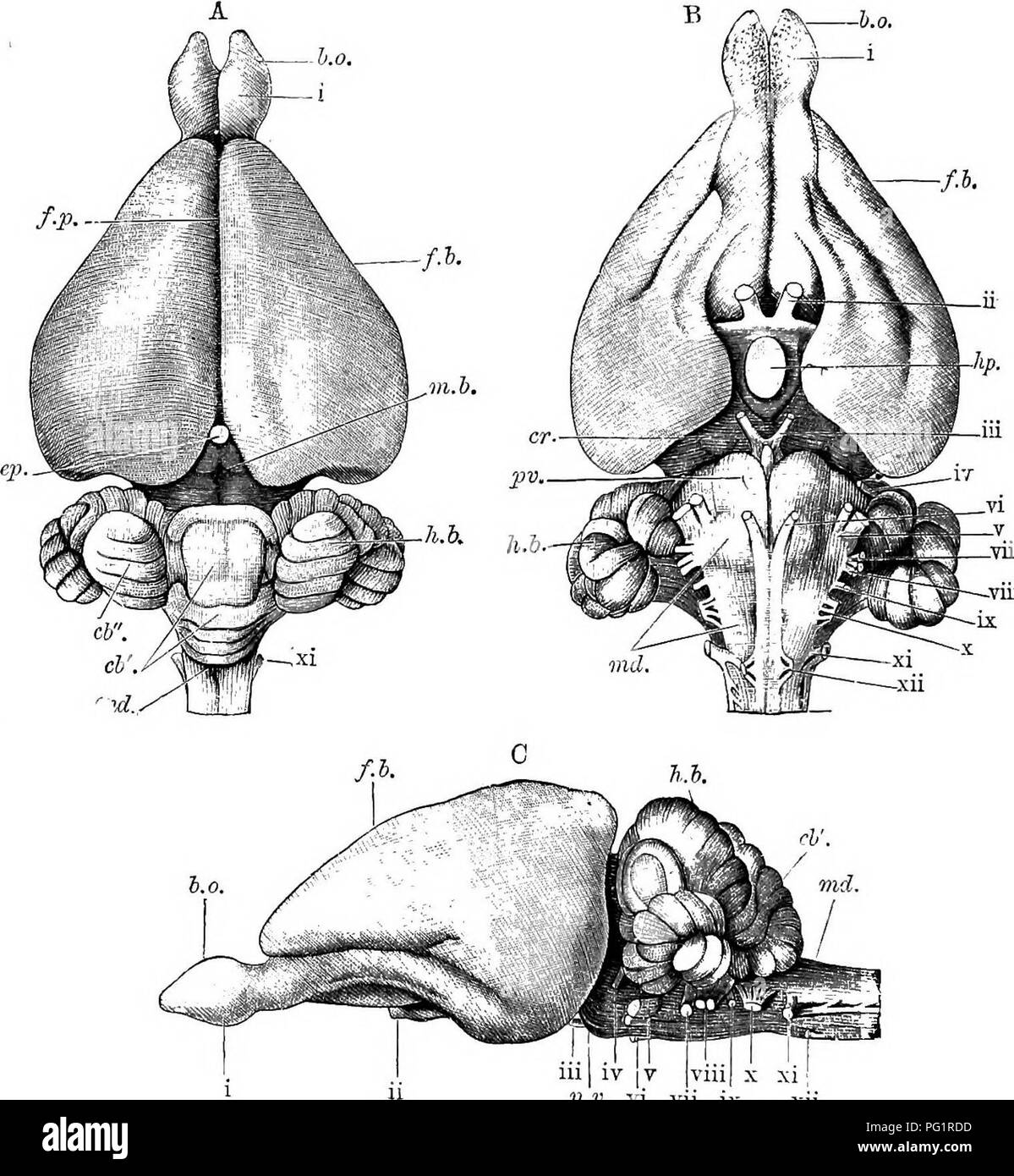 Elementi Di Anatomia Comparata Dei Vertebrati Anatomia Di Confronto 174 Anatomia Comparata I Marsupiali