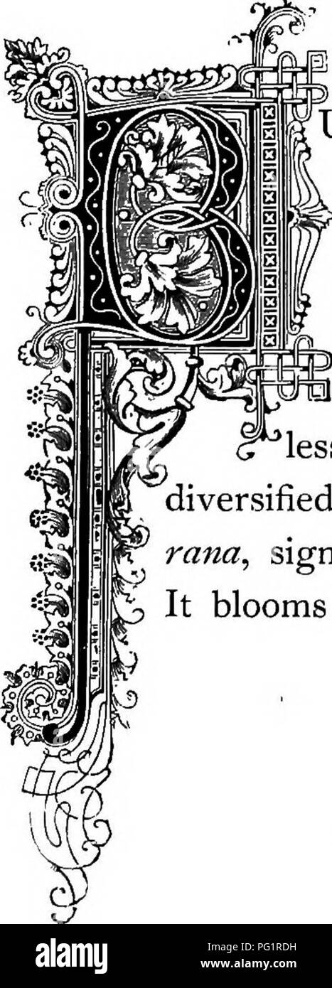 . La Floral Kingdom : la sua storia, il sentimento e la poesia : un dizionario di oltre trecento piante, con i generi e le famiglie a cui appartengono e la lingua di ciascun illustrato con opportune le gemme per la poesia . Lingua dei fiori; i fiori in letteratura. -£!2=^- Pi Manuncitlu ff0 bulbO0tIS. Ordine naturale: Ranunculacece-famiglia Crowfoot. |TJLBOUS RANUNCULUS, o a stella, è generalmente riscontrato in terreni da pascolo. La radice è carnoso e i fiori sono di un colore giallo dorato. Alcune varietà vengono coltivate nella nostra gar- tane, tra i quali gli Asiatici e il persiano, sportive attraverso quasi mai Foto Stock
