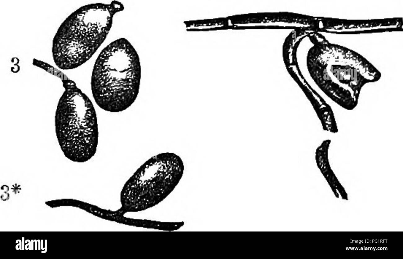 . Catalogo del Mesozoico piante nel Dipartimento di Geologia, British Museum (storia naturale) [Parte I-II] La flora Wealden. Paleobotanica; Paleobotanica. EOTISETITES. 33 3.-Equisetites Yokoyamse, sp. nov. 1846. P CarpoUthus sertum, Dunker, 'Wealdenljildung, p. 22, pi. vii. fig. 3. 1875. Equisetites Burehariti (in parte), Schenk, Palseontographica, toI. xxiii. p. 157, pi. xxvi. fig. 1. Tipo. Tuberi e frammenti di steli da Ecclesbourne, vicino a Hastings. British. Museo. Xilografie, Figg. 2, 3 e 3*. Gambo stretto, internodi circa l' cm. di lunghezza e 5 mm di larghezza; i tuberi in maniera restrittiva elliptica Foto Stock